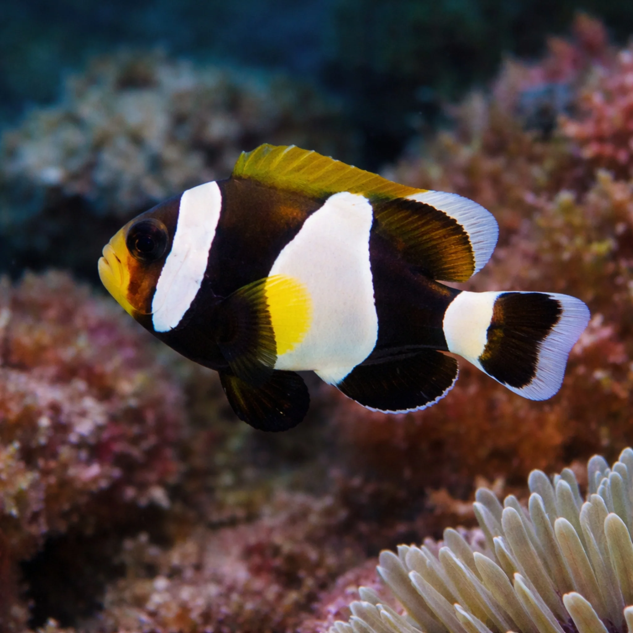 Australian Wideband Clownfish - Amphiprion latezonatus - Image 3