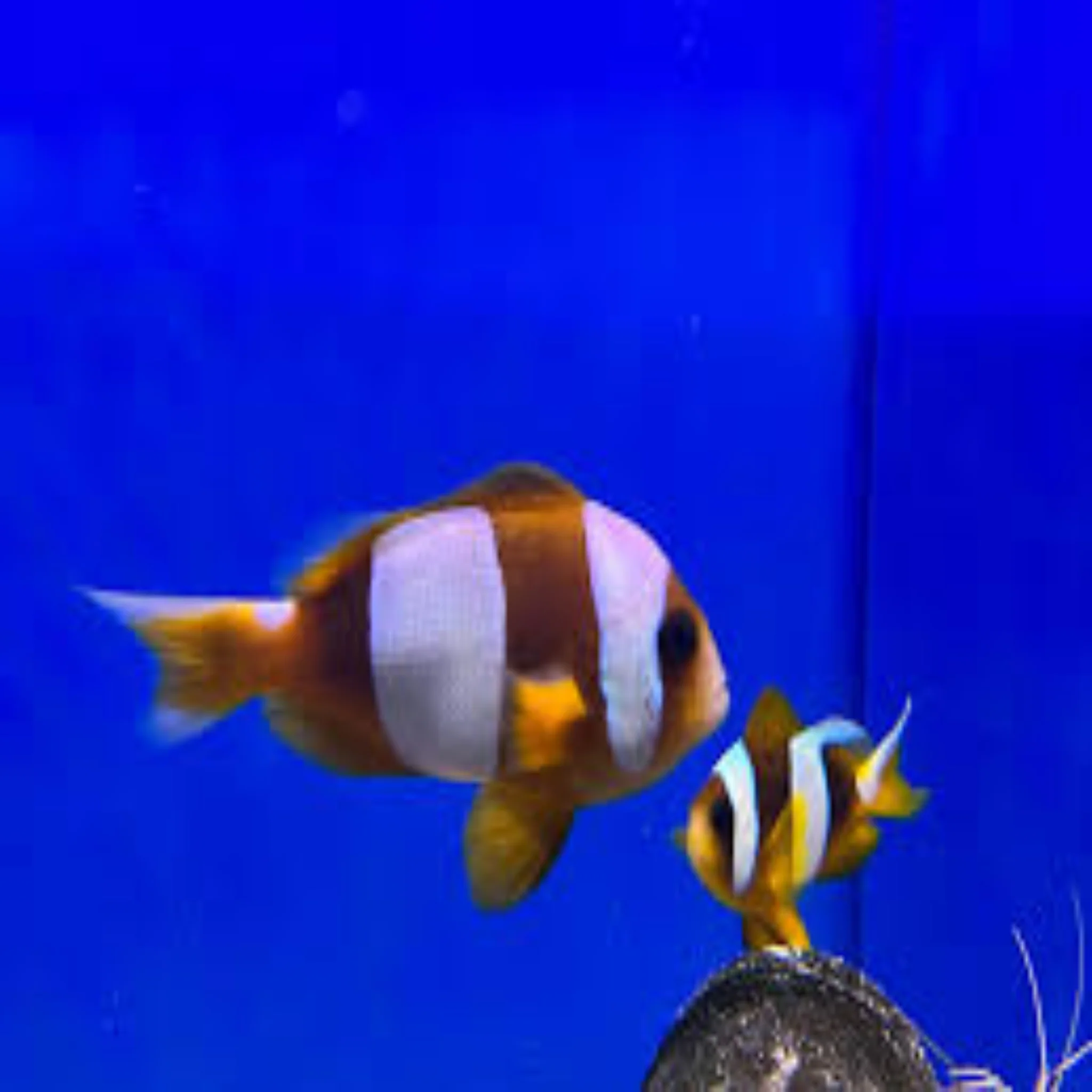 Latifasciatus Clownfish