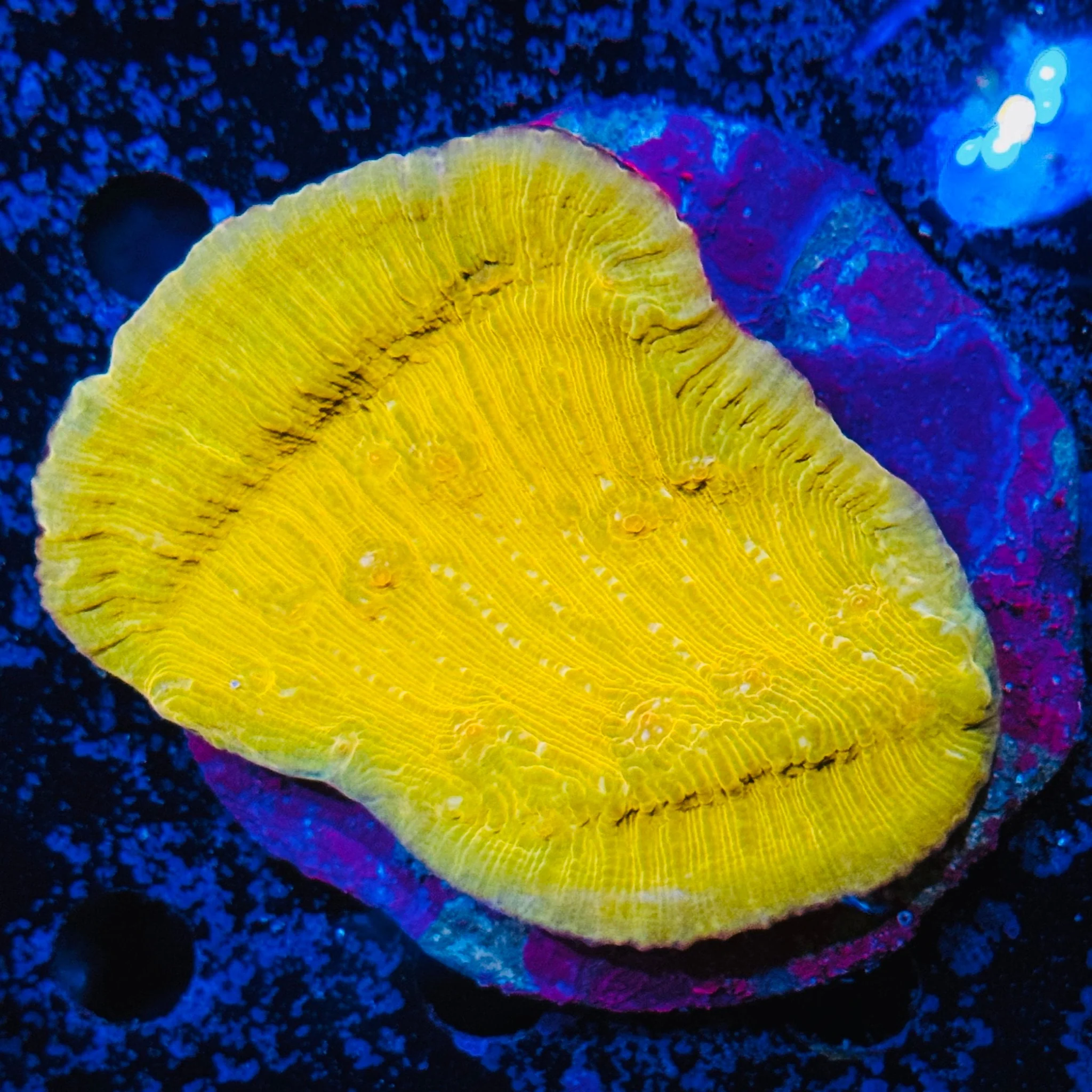 Lemon Chalice