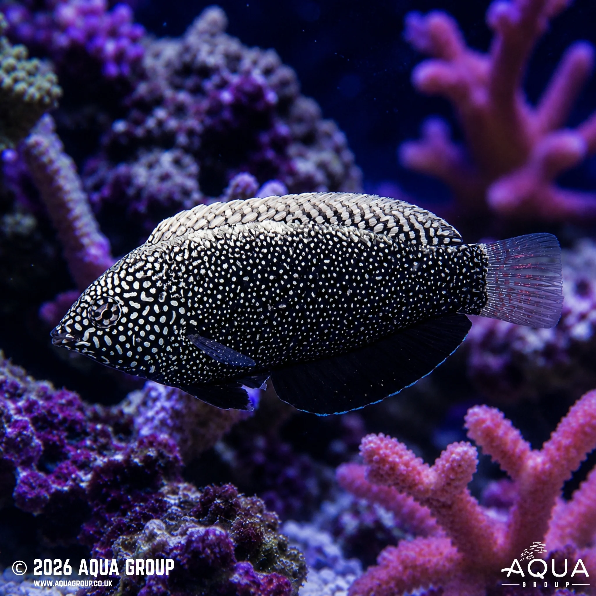 Black Leopard Wrasse - Macropharyngodon negrosensis