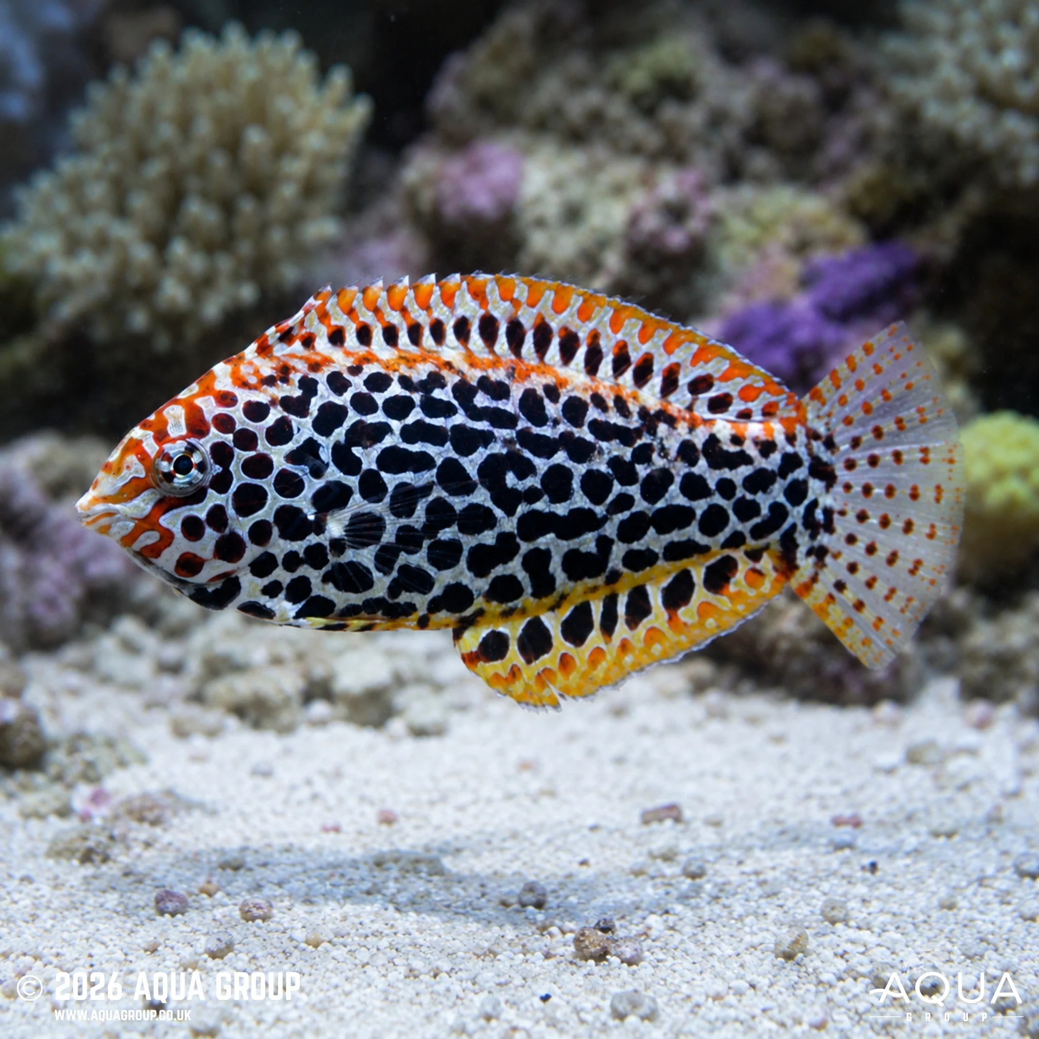 Black Spotted Leopard Wrasse - Macropharyngodon meleagris