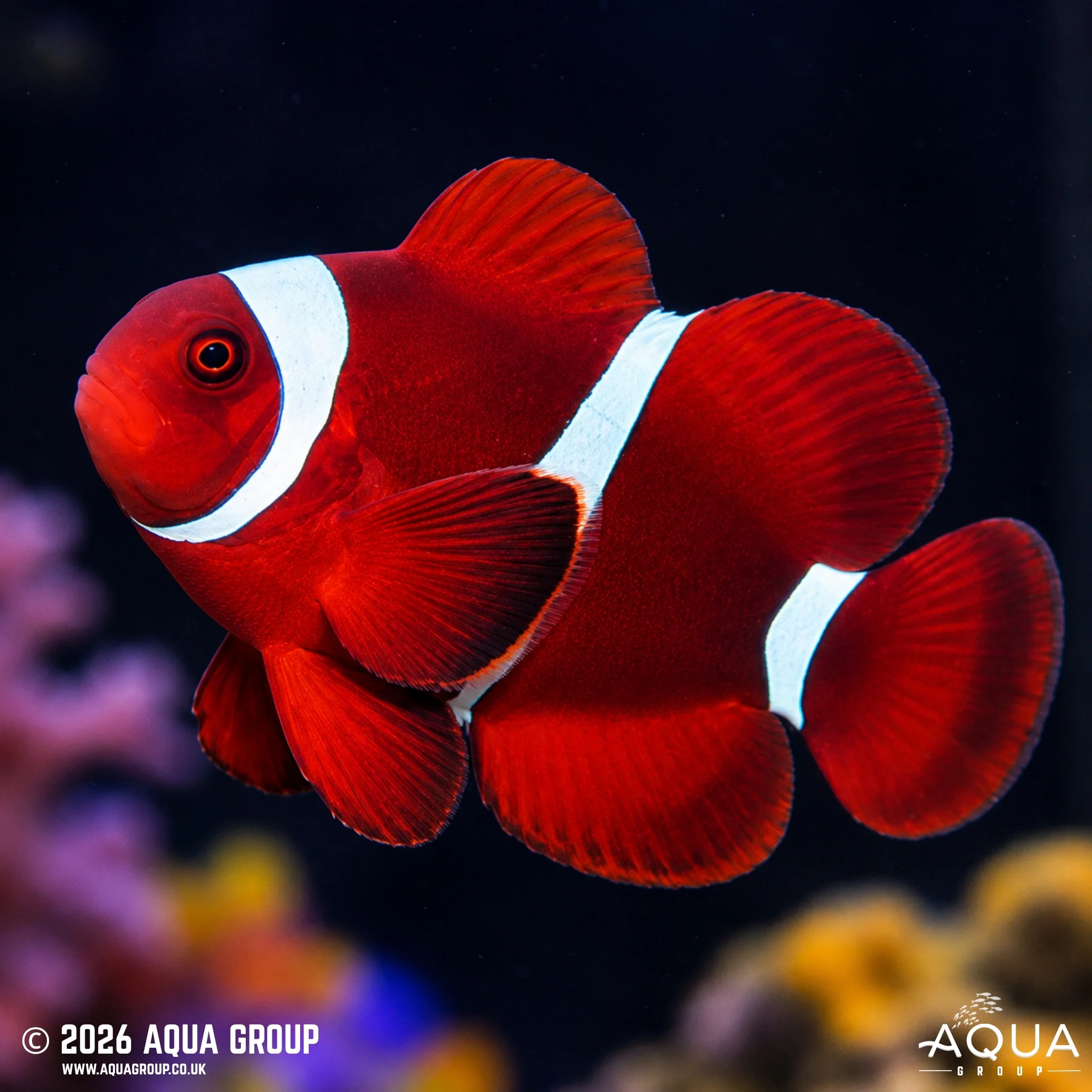 Maroon Clownfish - Amphiprion biaculeatus