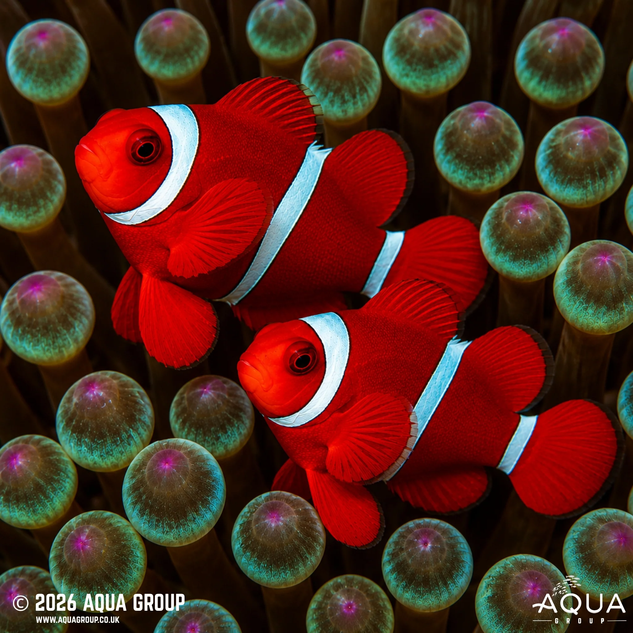 Maroon Clownfish - Amphiprion biaculeatus - Image 2