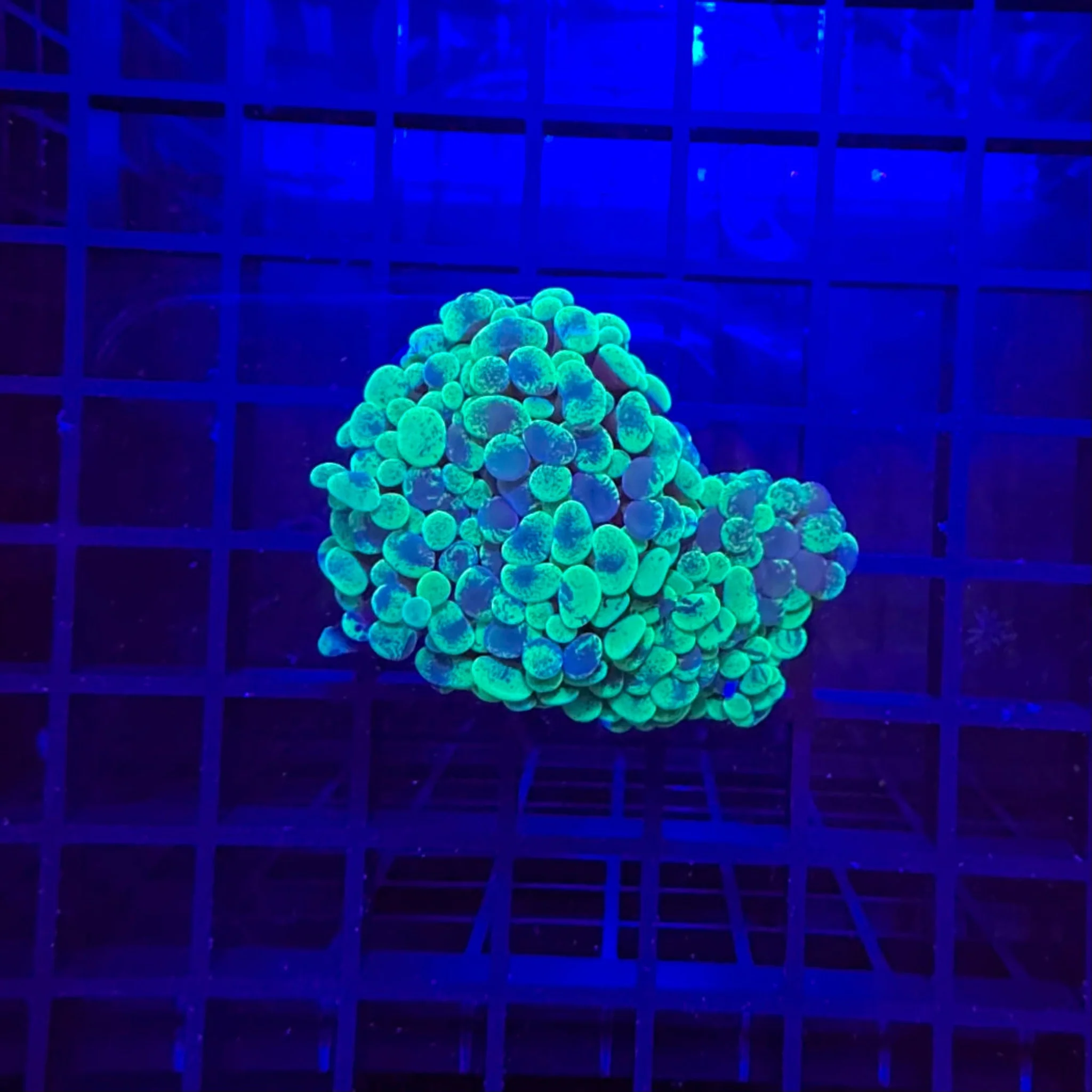 Yellow/Green Marble Branching Hammer Coral