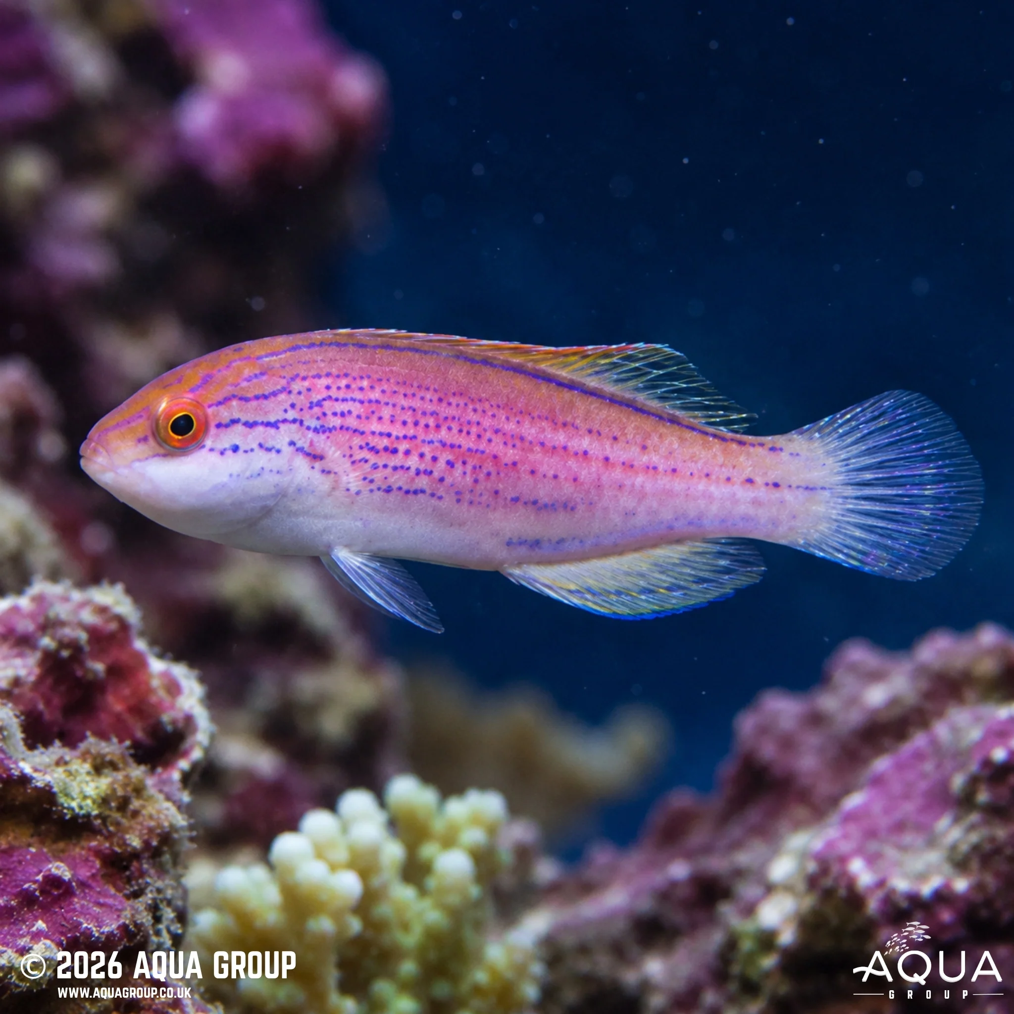Lineatus Wrasse - Cirrhilabrus lineatus