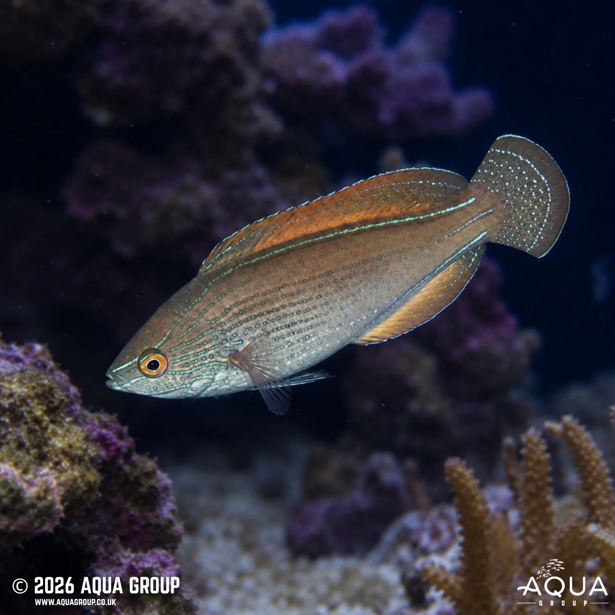 Lineatus Wrasse - Cirrhilabrus lineatus - Image 2