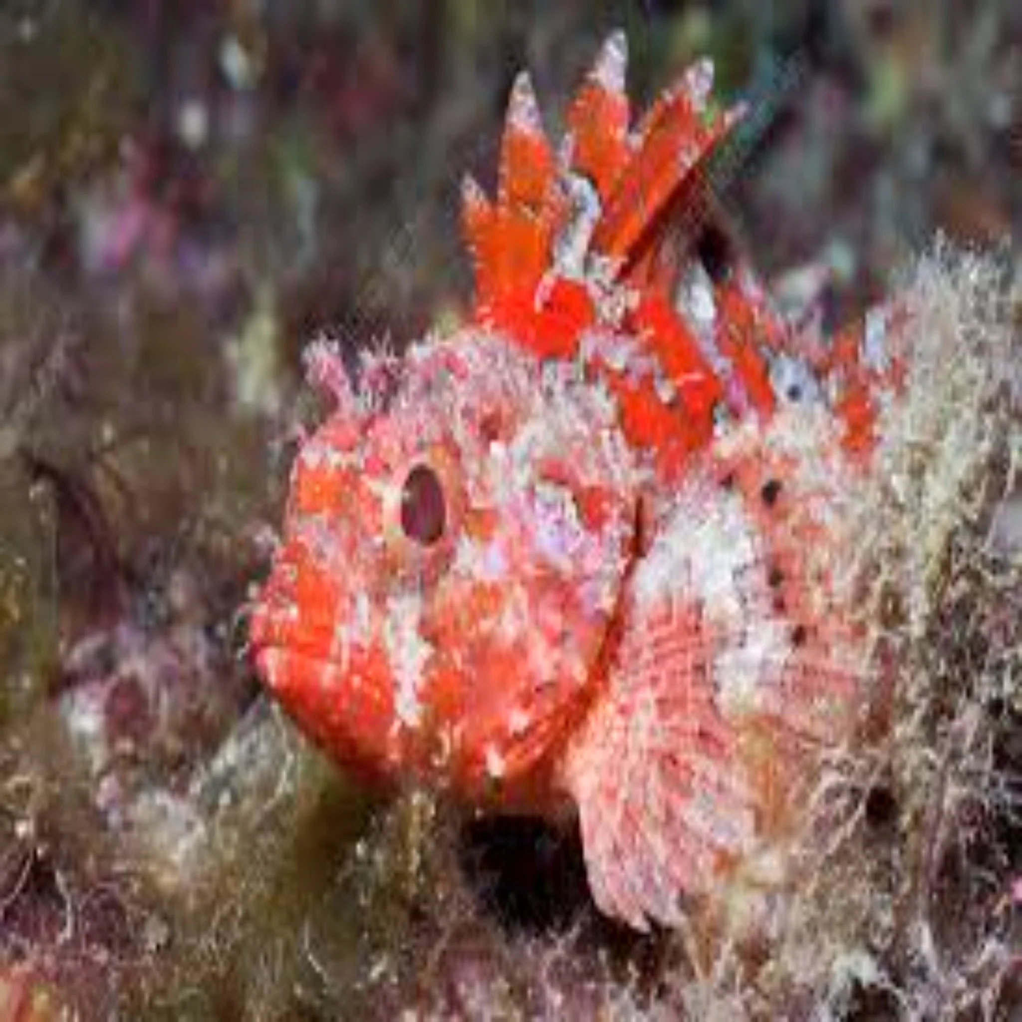Red Scorpino