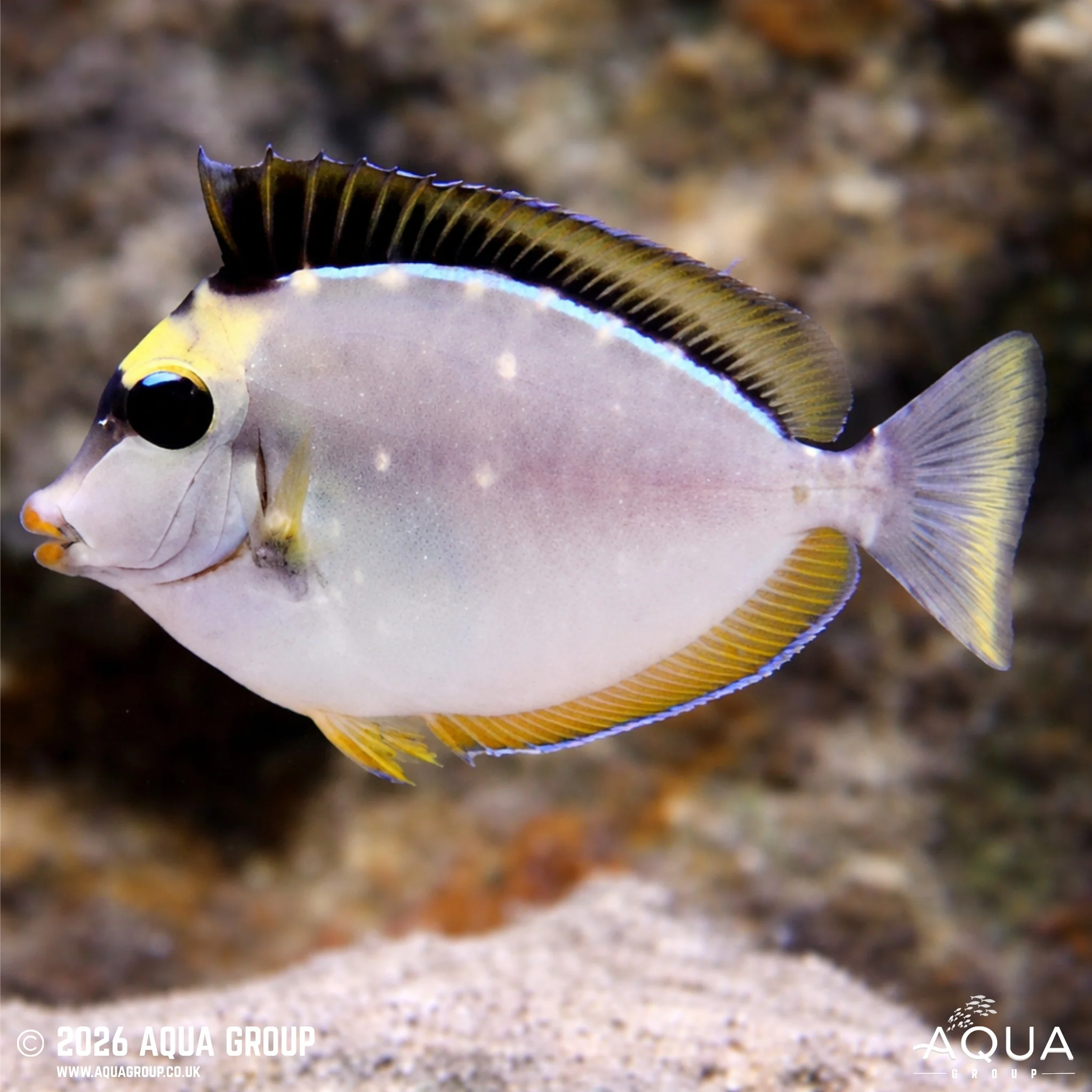 Lipstick Naso Tang - Naso lituratus - Image 3