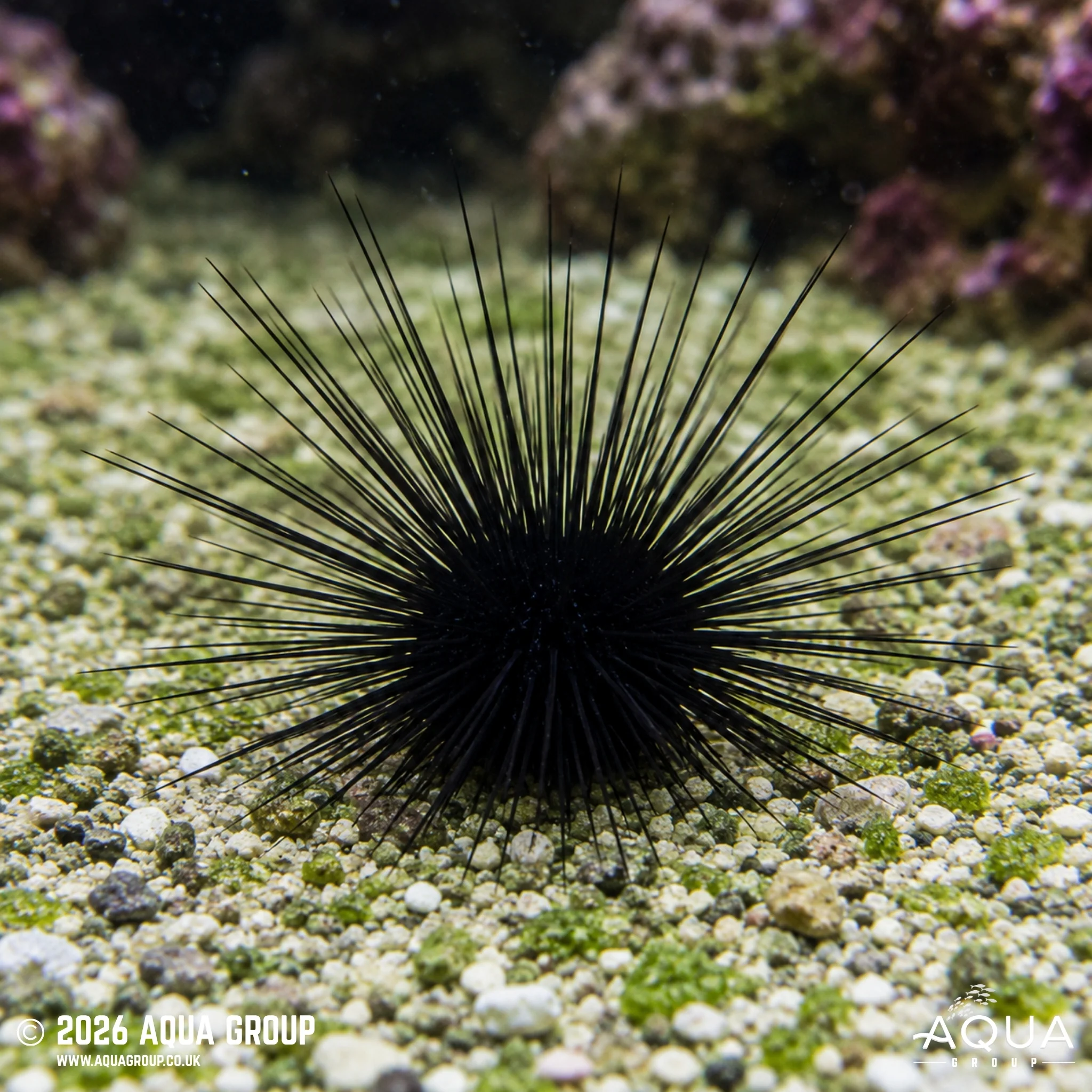 Long Spine Urchin - Diadema setosum