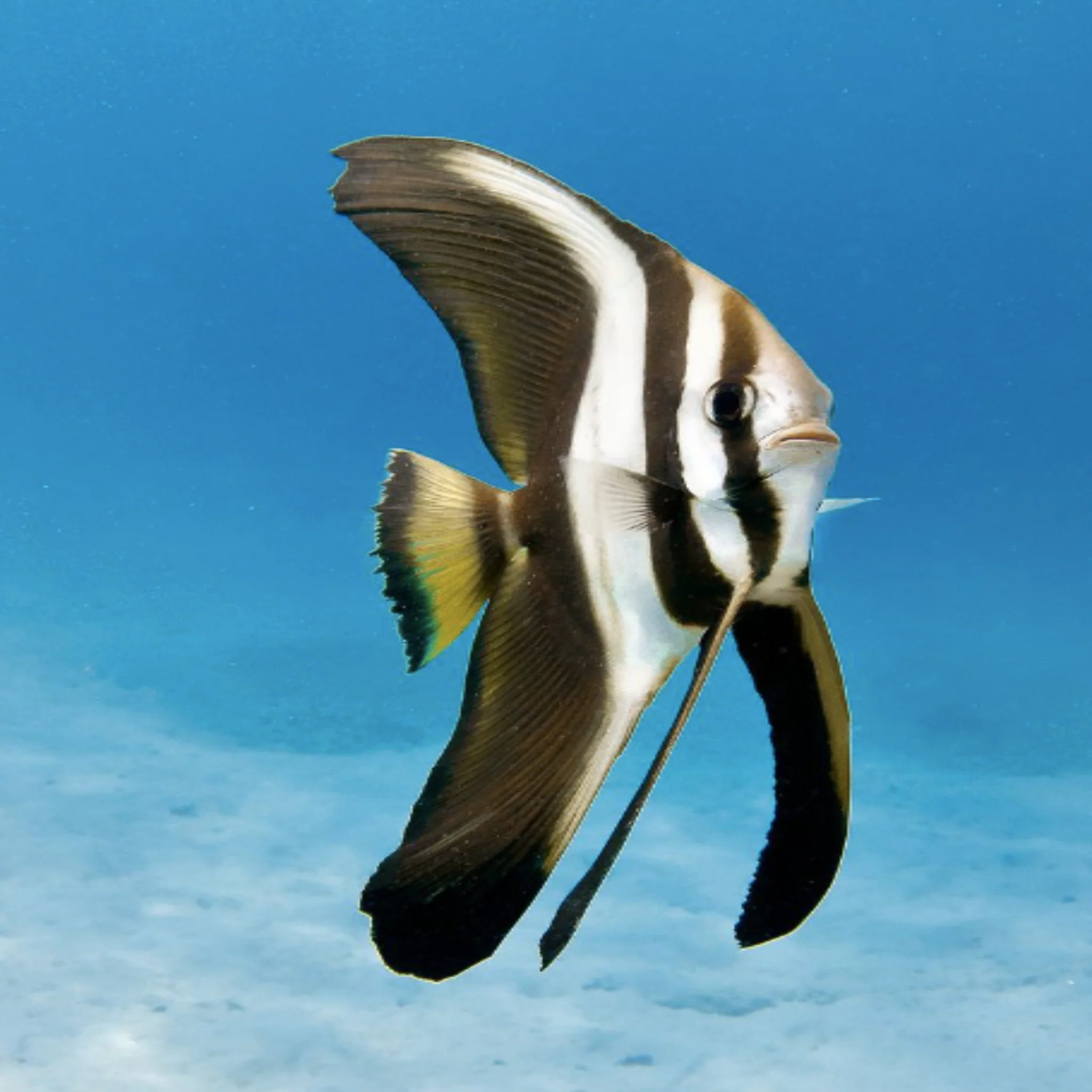 Longfin Batfish