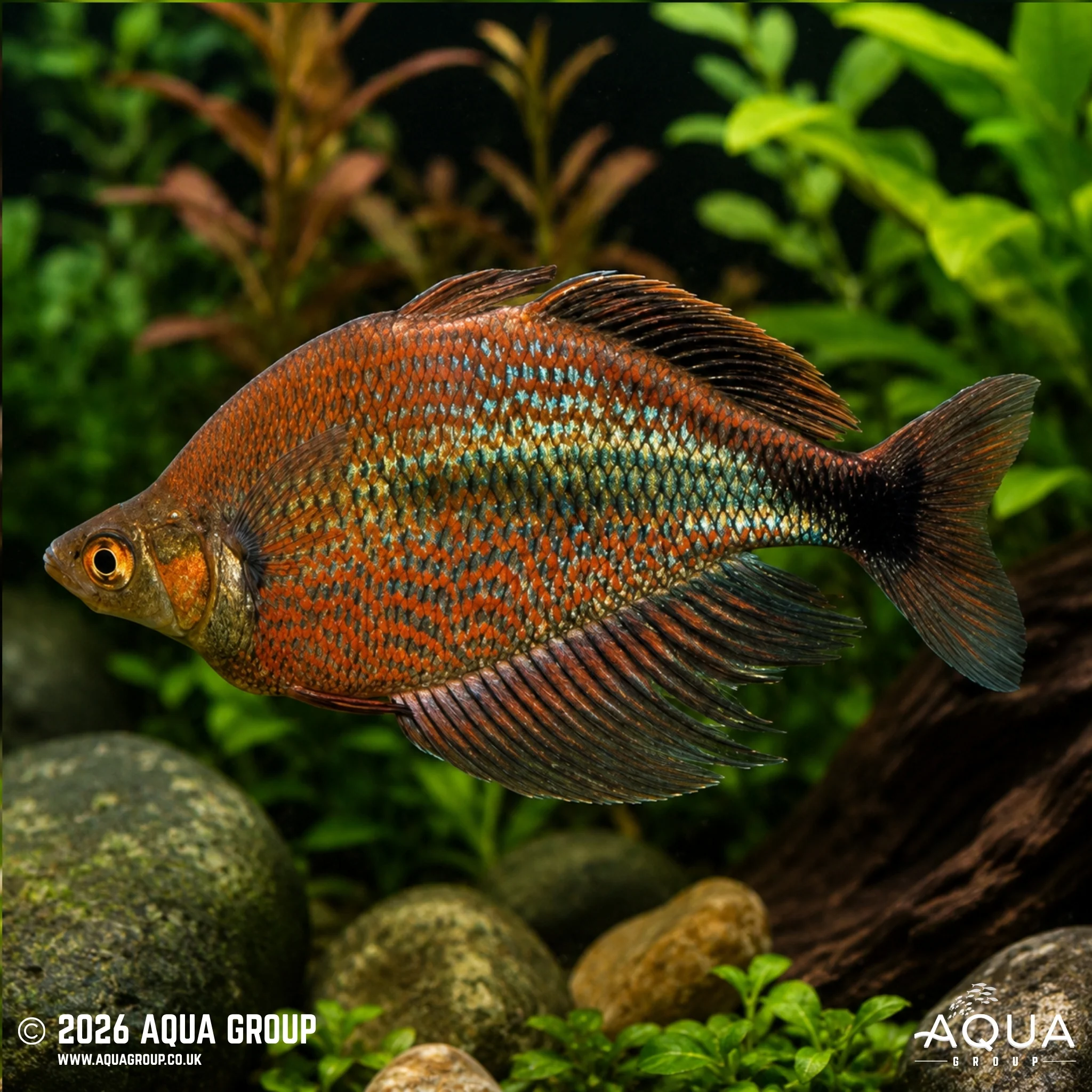 Mamberamo River Rainbow - Glossolepis multisquamata