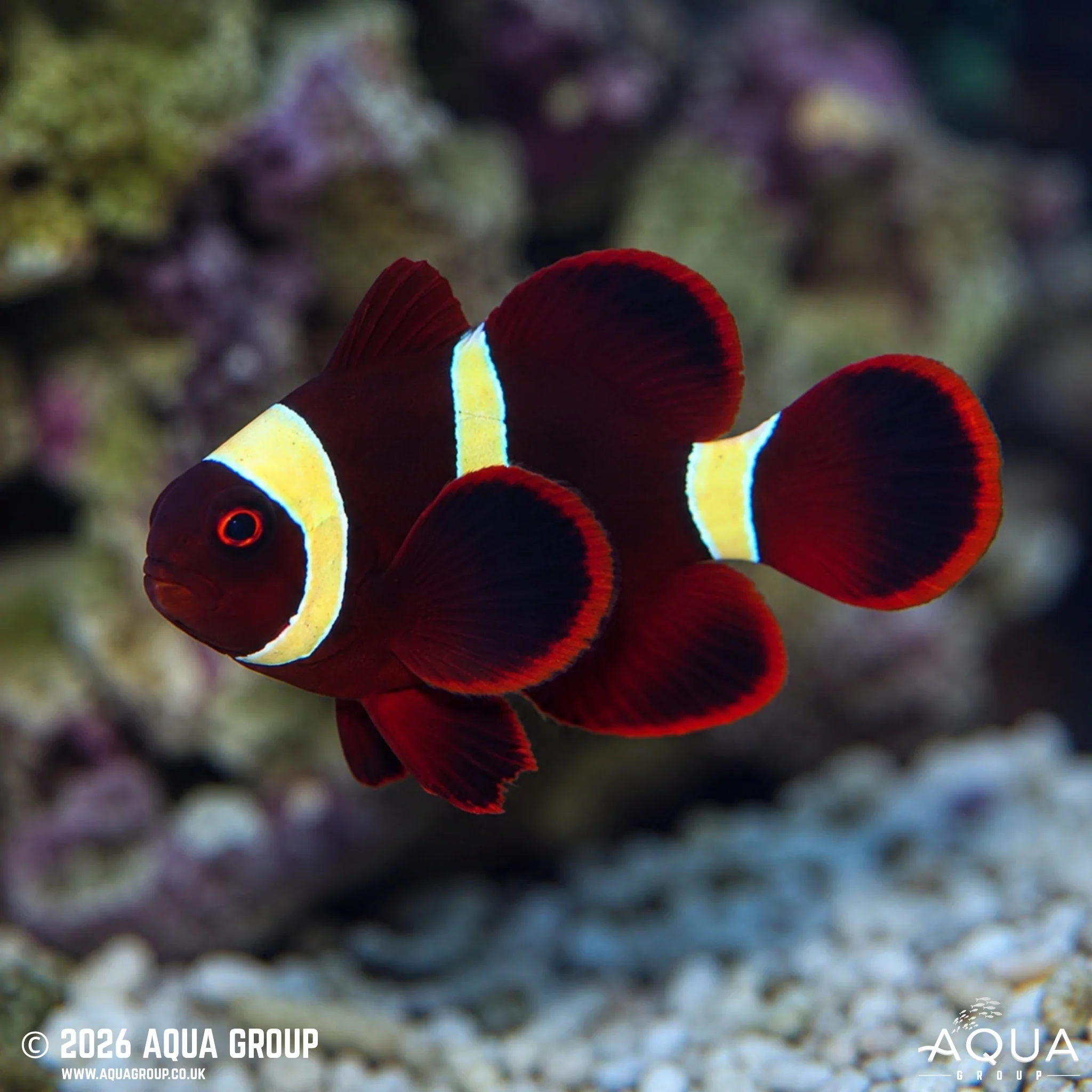 Gold Stripe Maroon Clownfish - Premnas biaculeatus