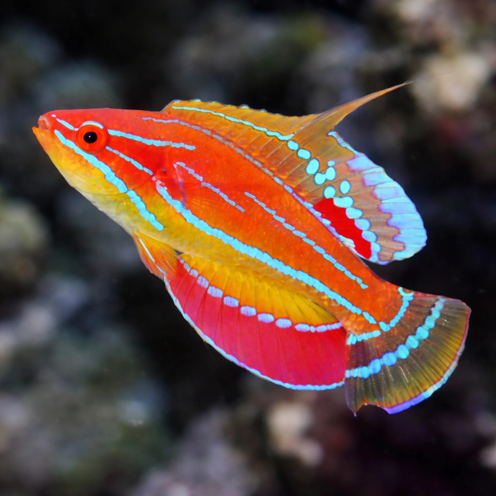McCosker's Flasher Wrasse - Paracheilinus mccoskeri
