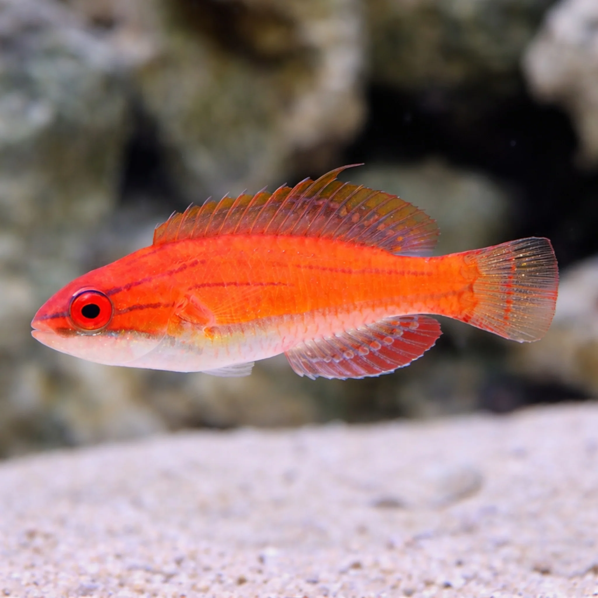 McCosker's Flasher Wrasse - Paracheilinus mccoskeri - Image 2