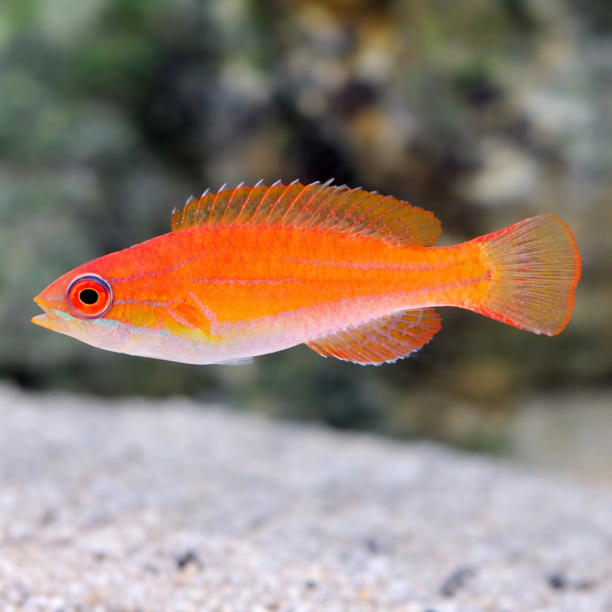 McCosker's Flasher Wrasse - Paracheilinus mccoskeri - Image 3