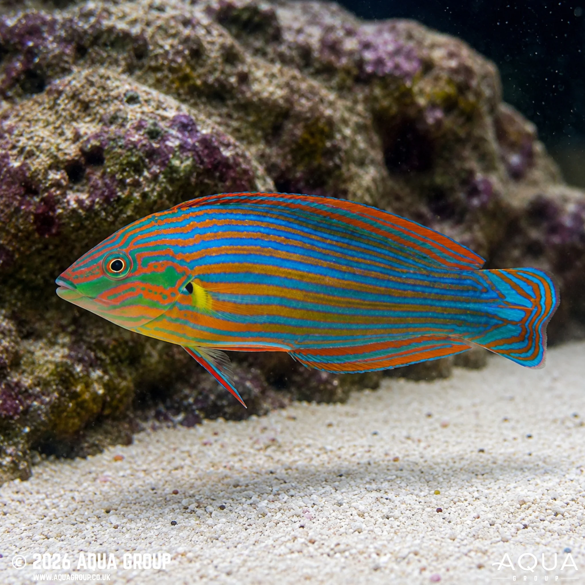 Melanurus Wrasse - Halichoeres melanurus