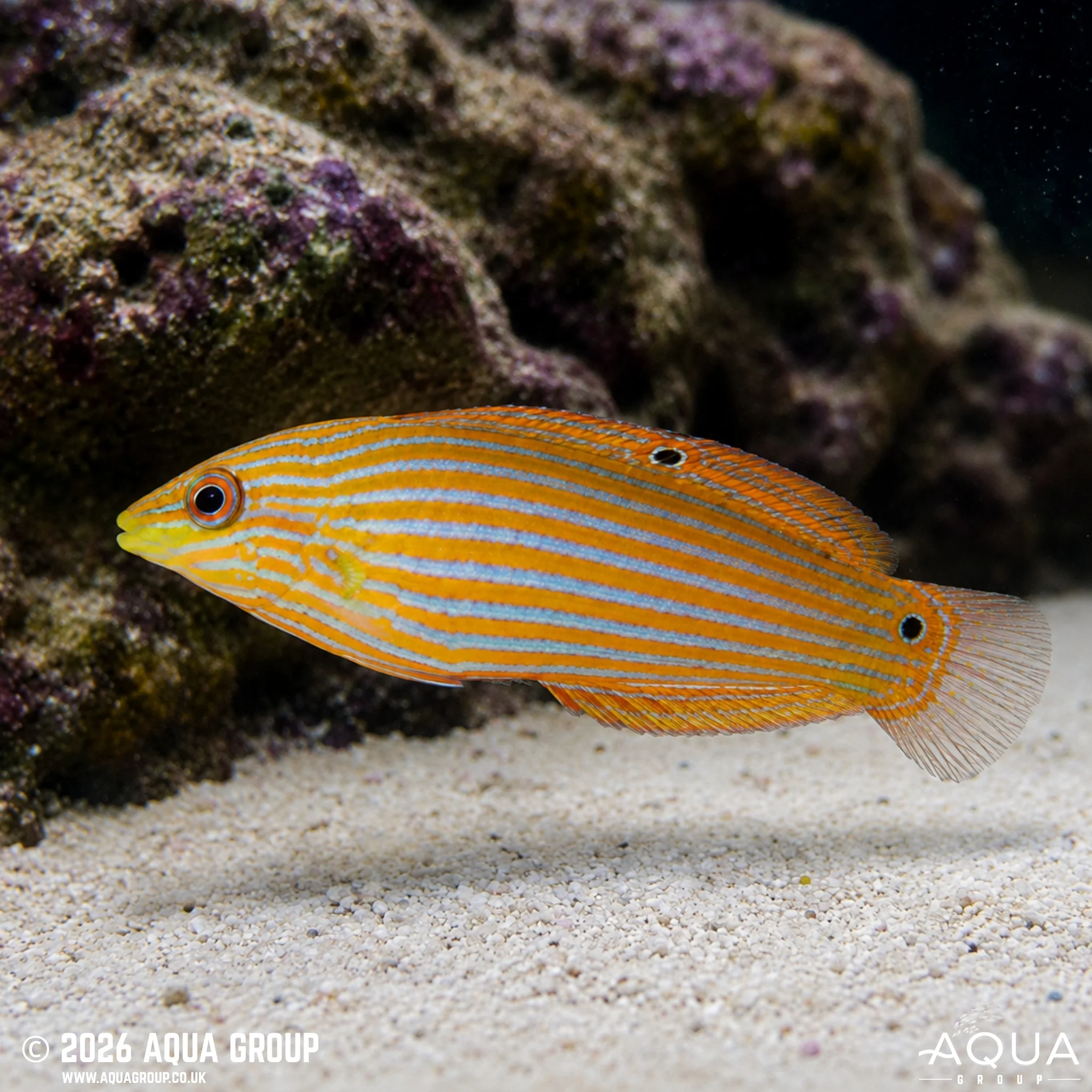 Melanurus Wrasse - Halichoeres melanurus - Image 2
