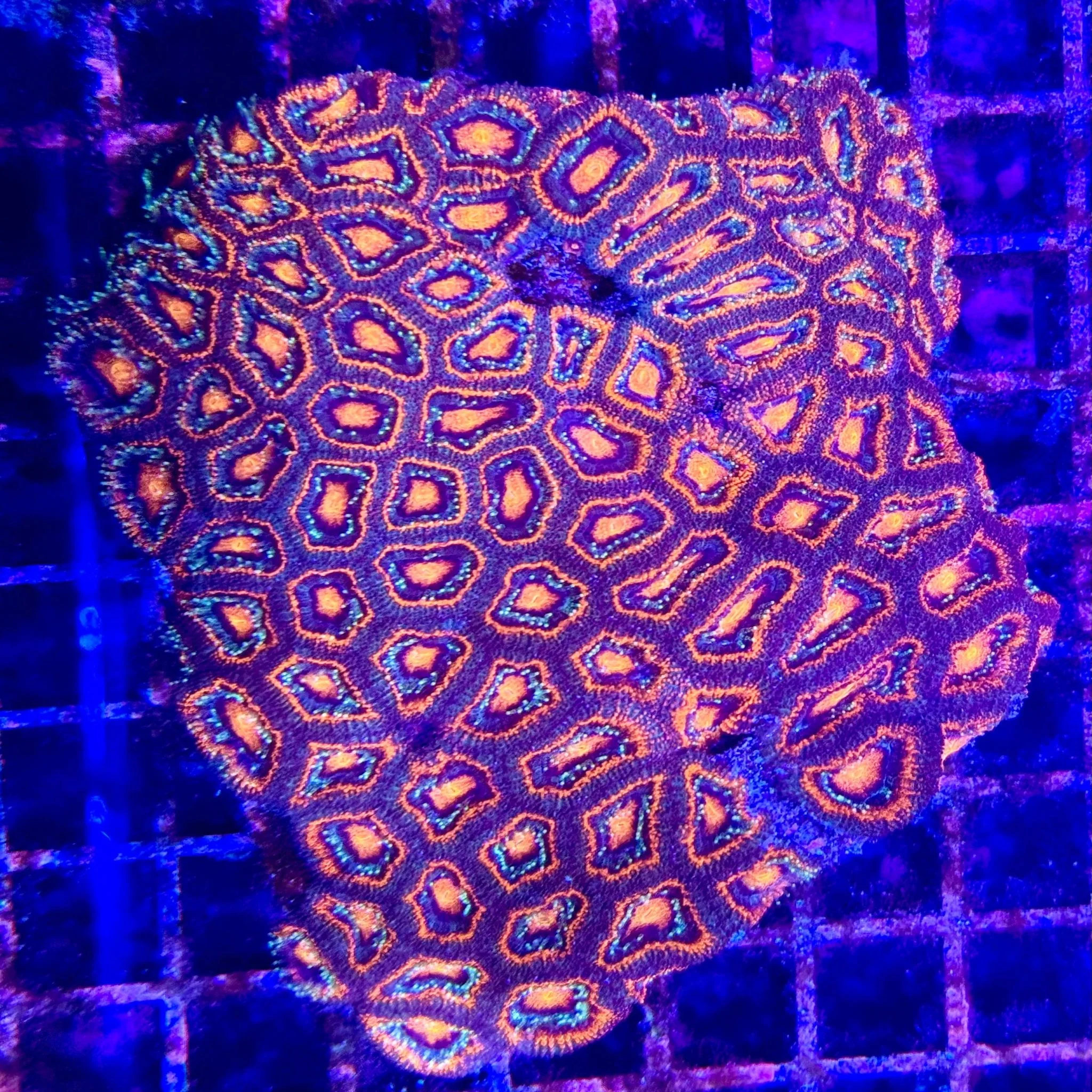 Metallic Rosy Red Acanthastrea Lord