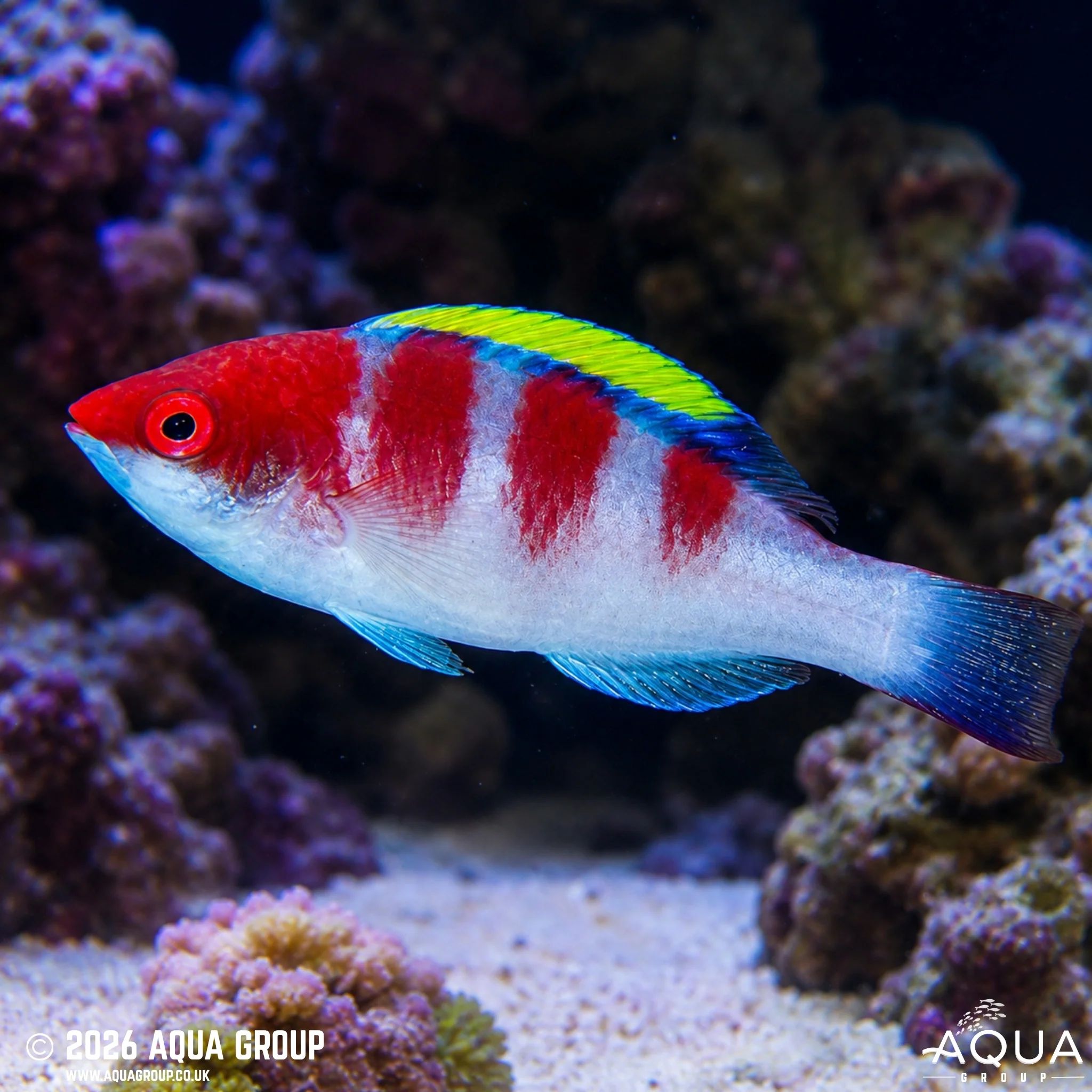 Yellow Fin Fairy Wrasse - Cirrhilabrus flavidorsalis