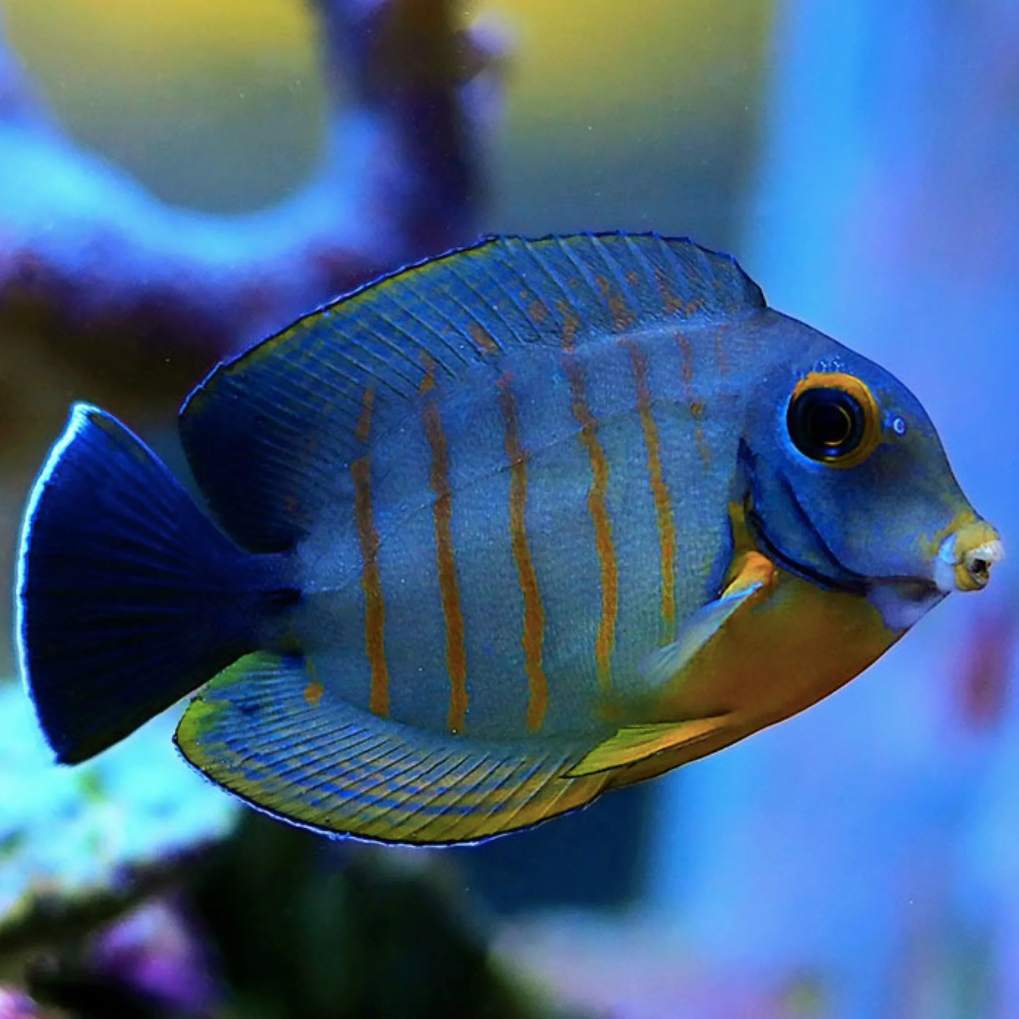 Red Stripe Mimic Tang - Acanthurus tristis
