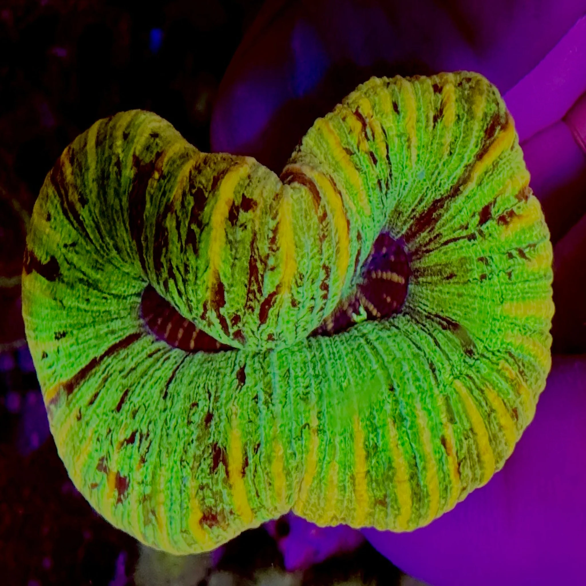 Mixed Trachyphyllia