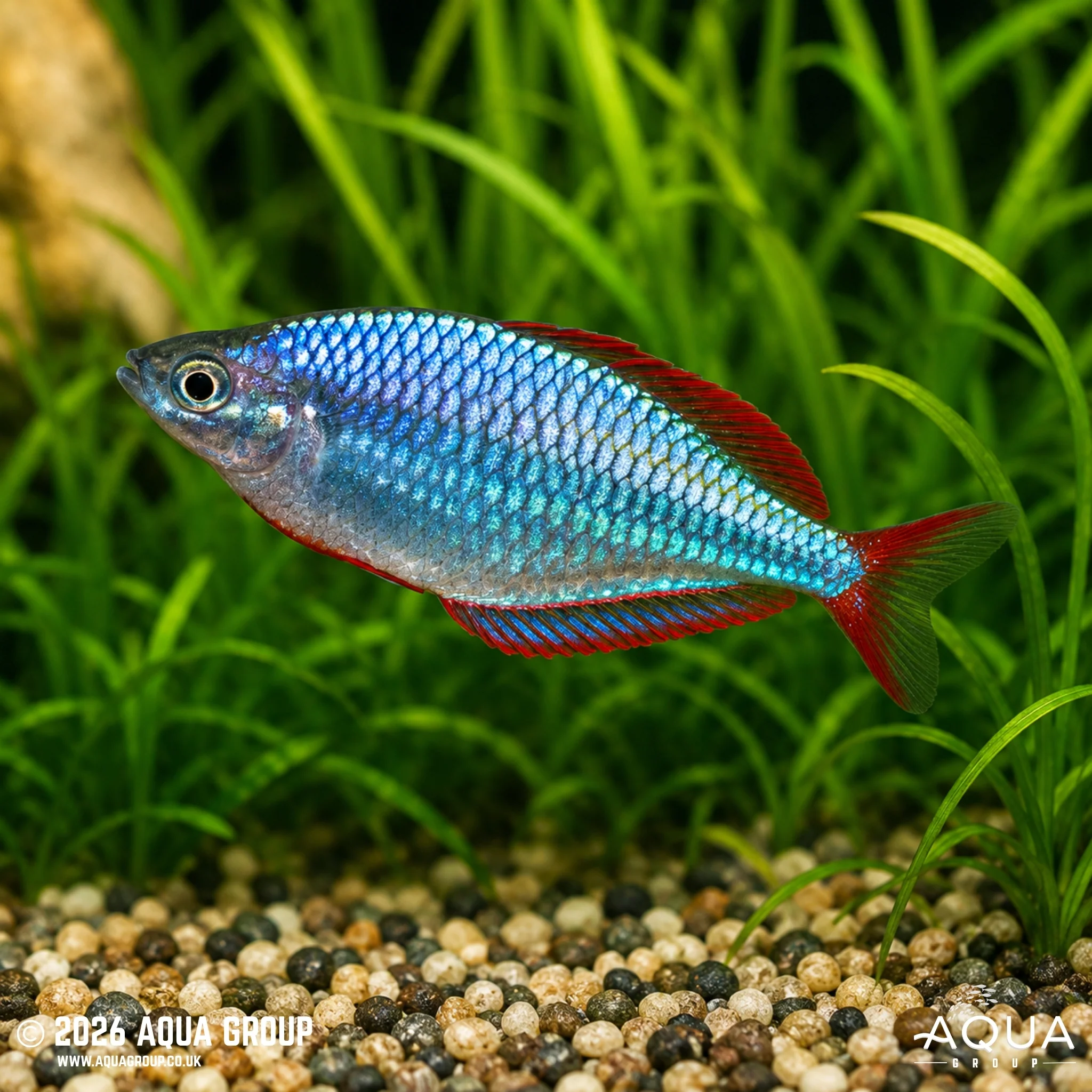 Neon Dwarf Rainbowfish - Melanotaenia praecox