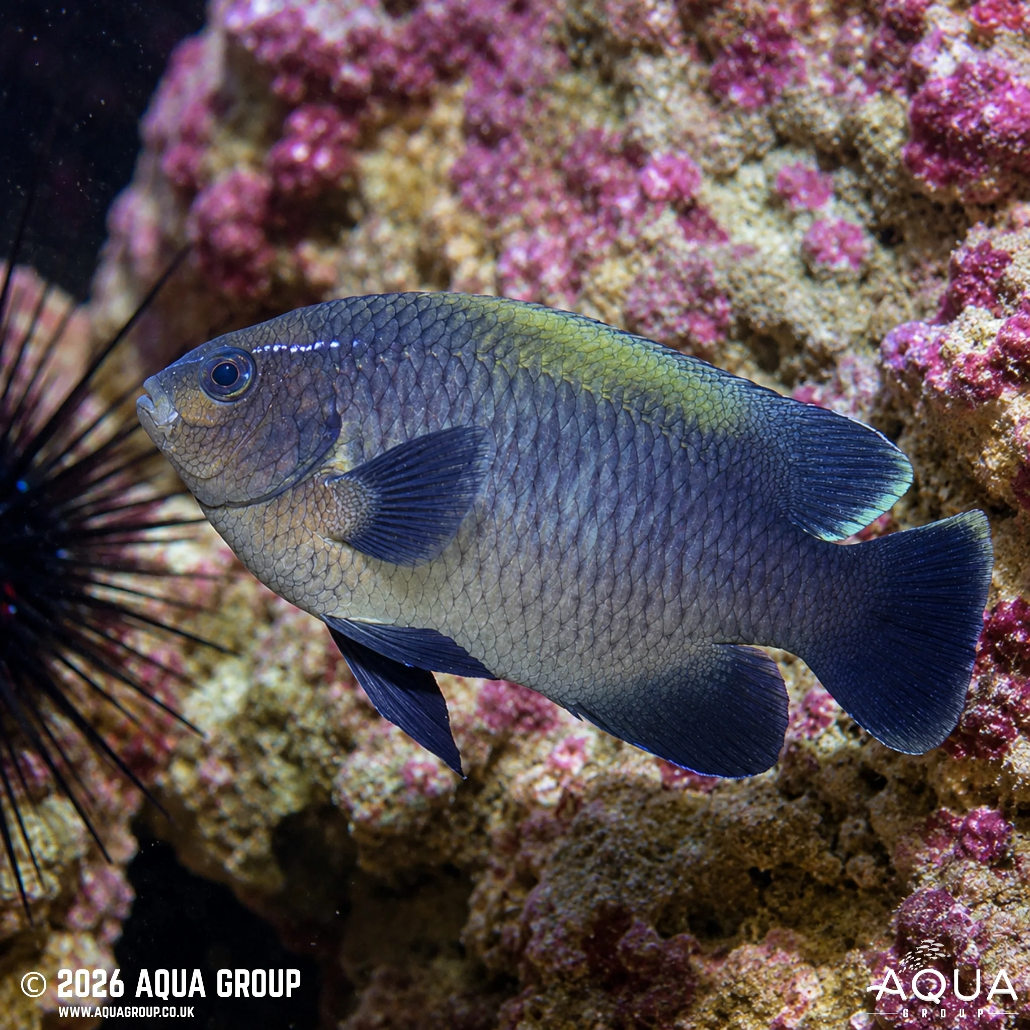 Neon Velvet Damsel - Neoglyphidodon oxyodon - Image 2