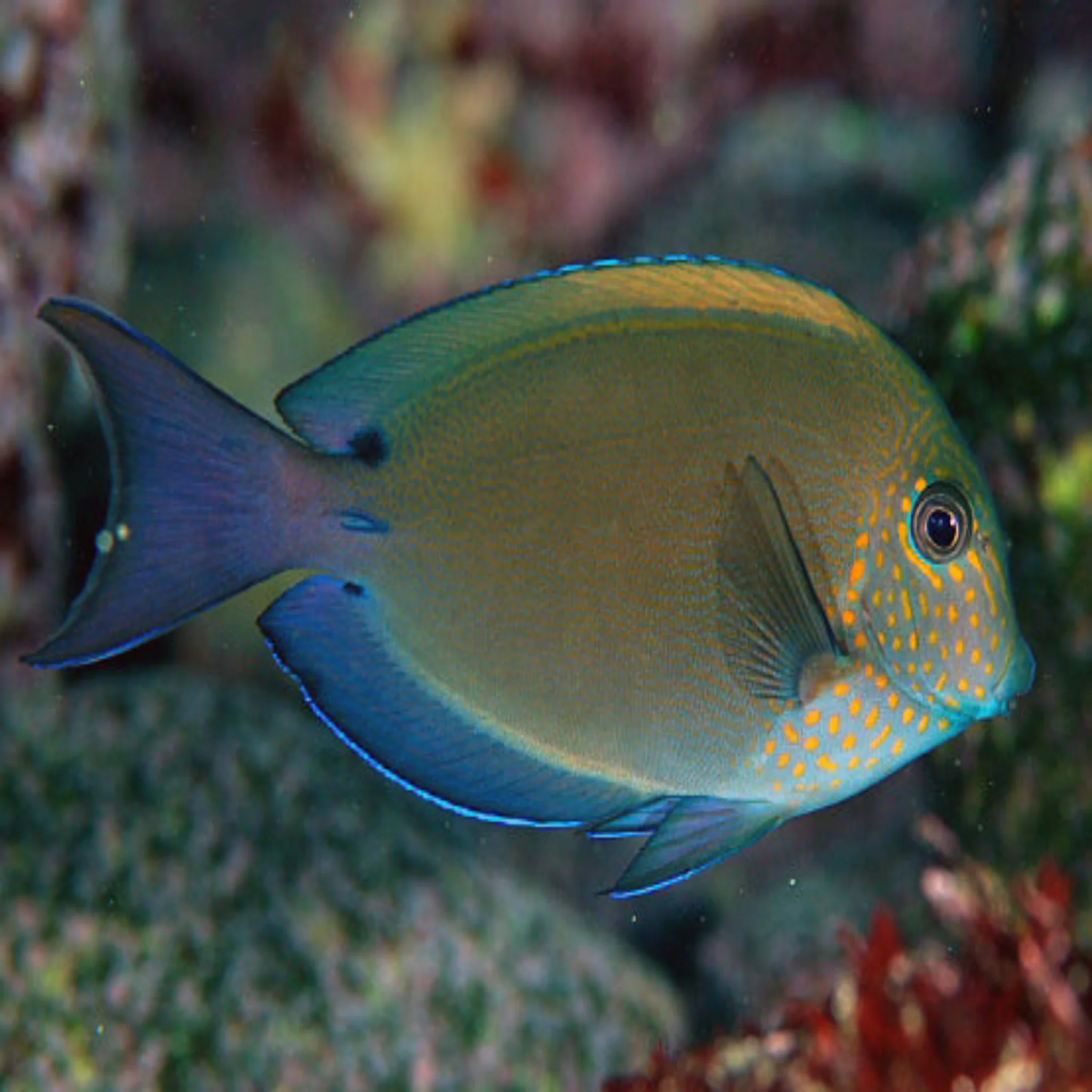 Lavender Tang - Acanthurus nigrofuscus