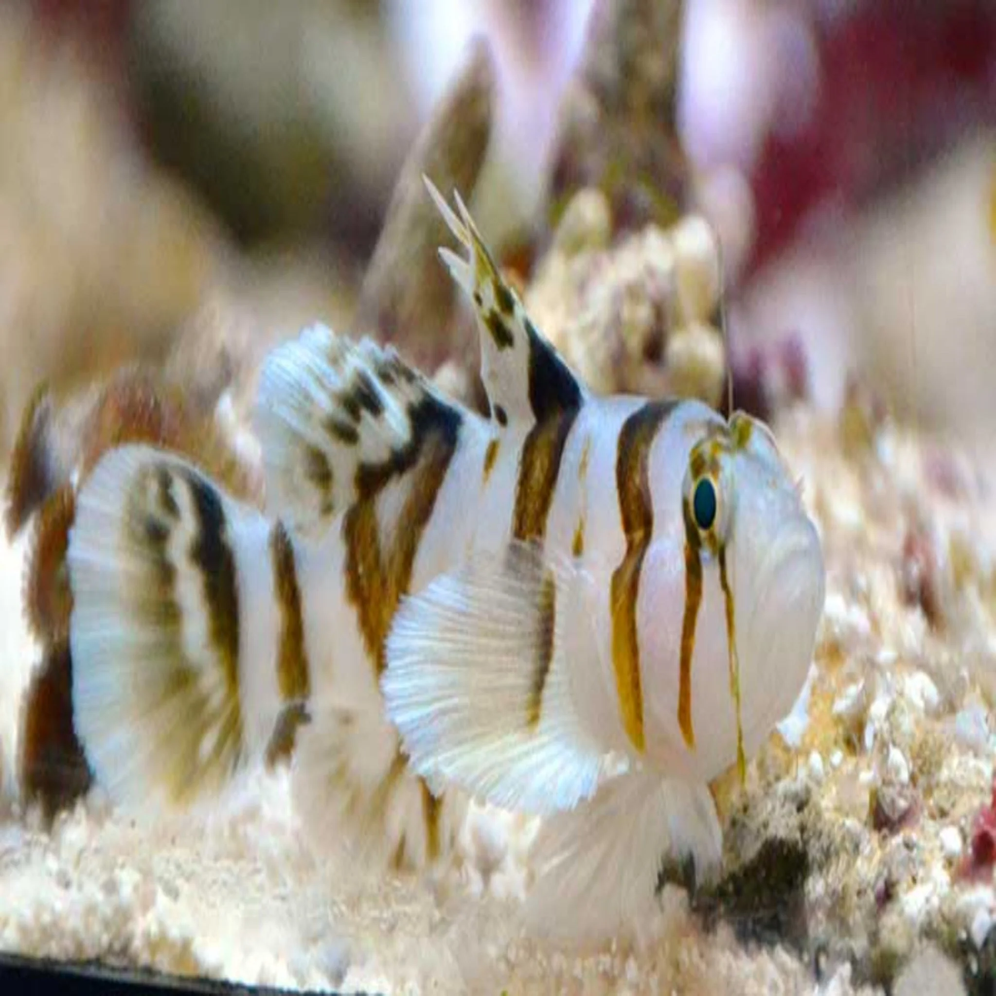 Nocturna Goby