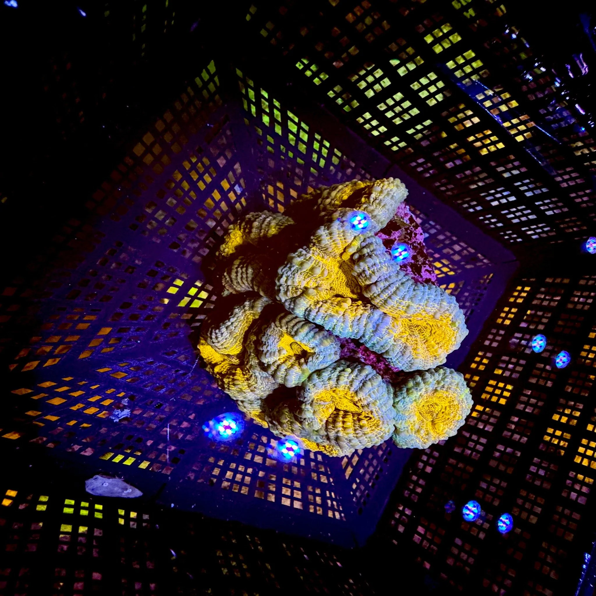 Orange & Blue Branching Acan sp. Colony