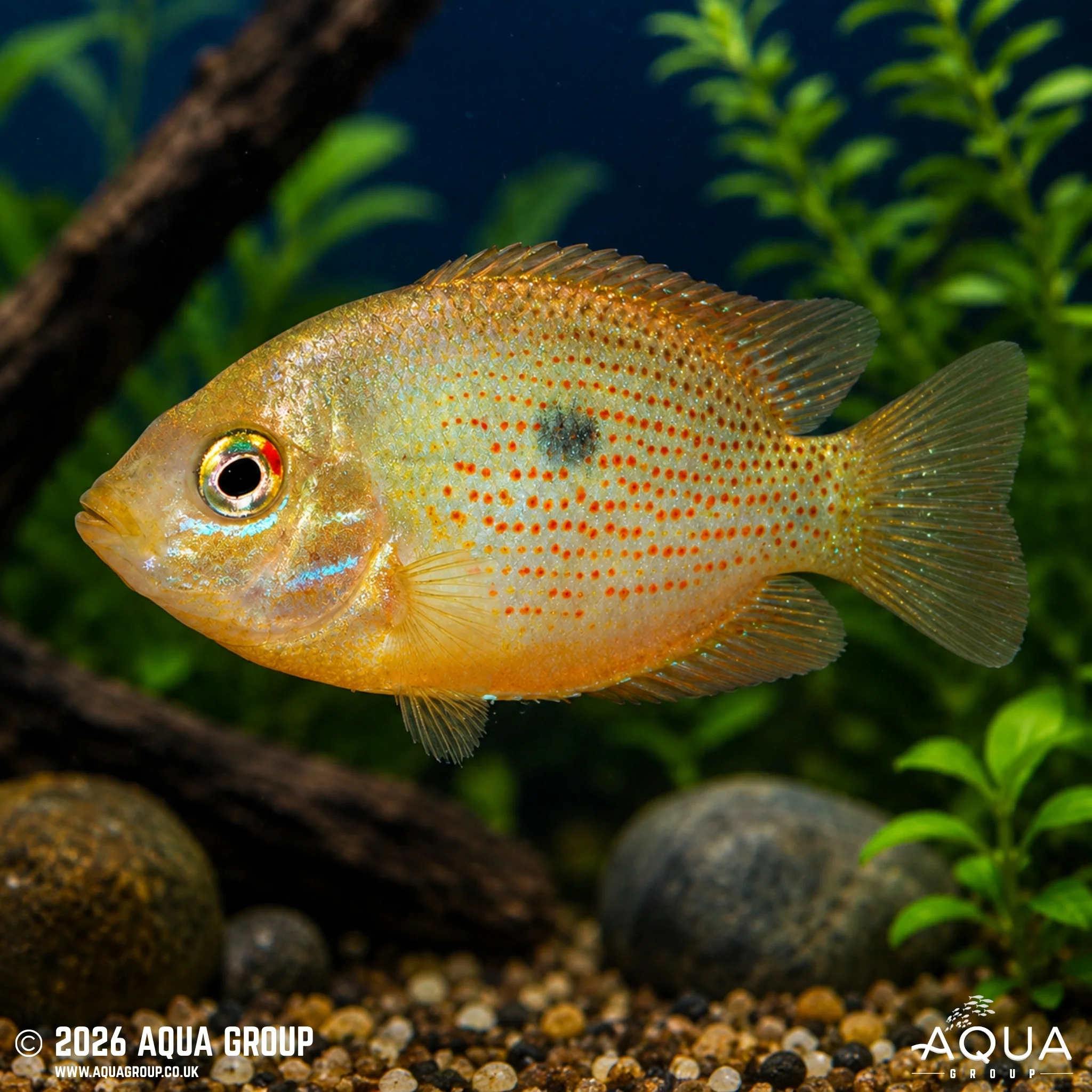 Orange Chromide Cichlid - Etroplus maculatus