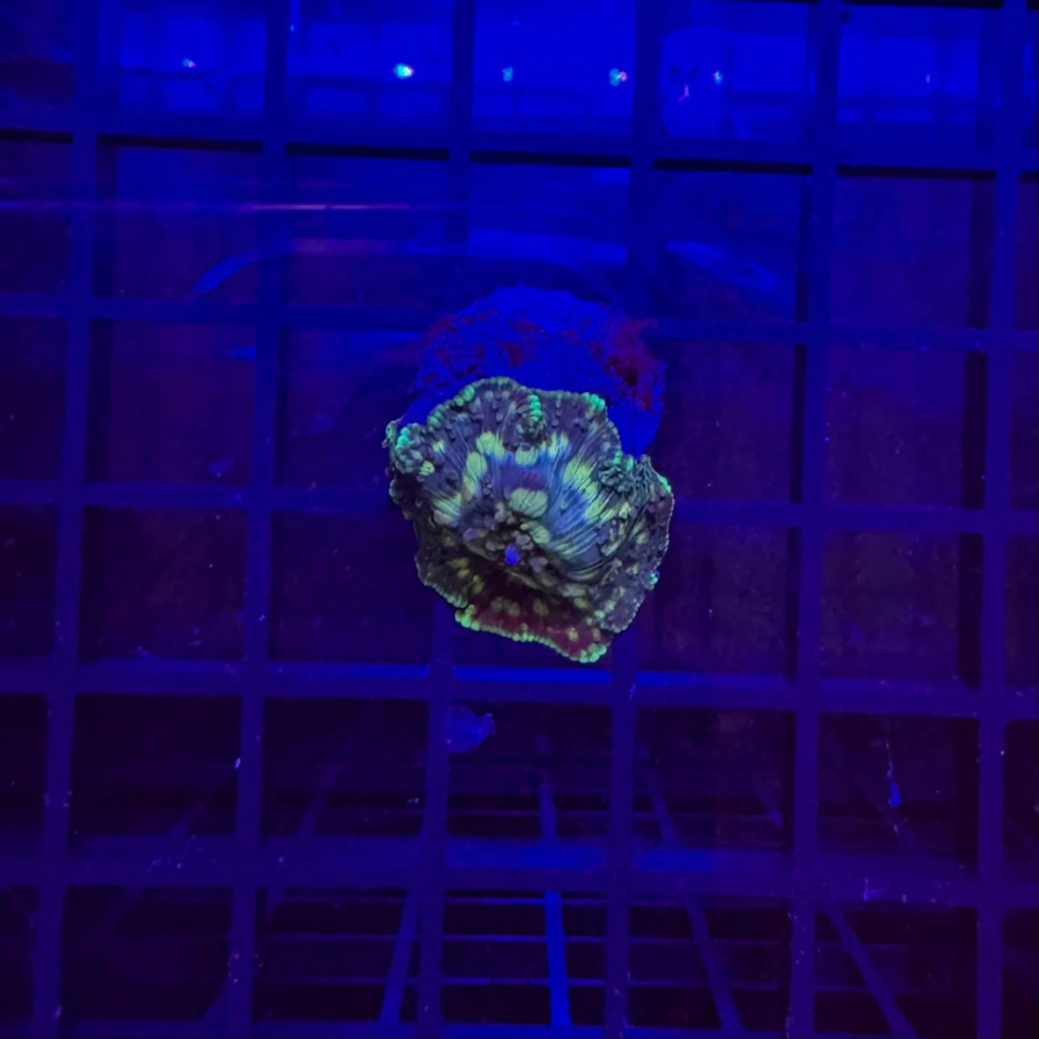 Orange Leopard Mushroom Coral