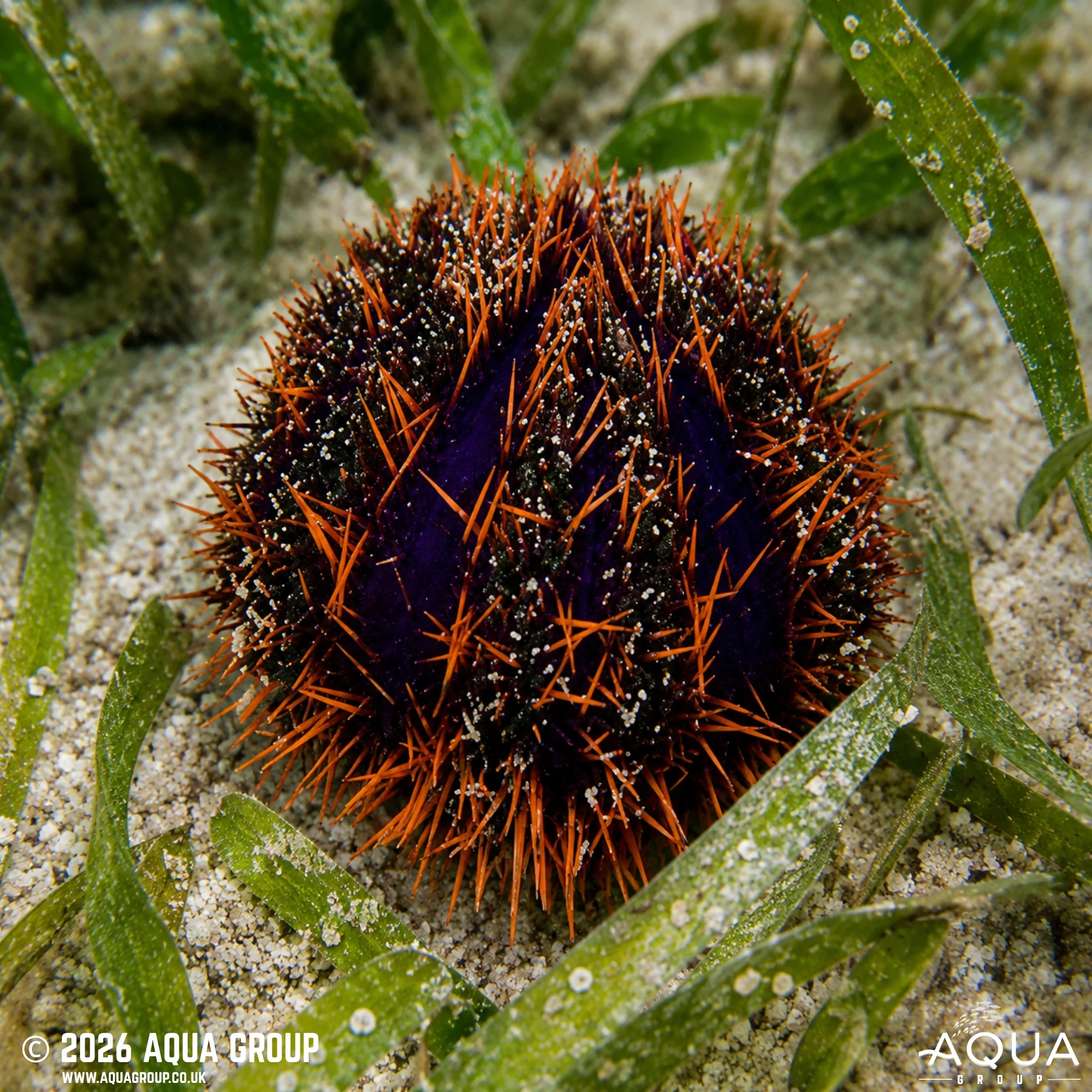 Orange Line Urchin - Tripenustes gratilla