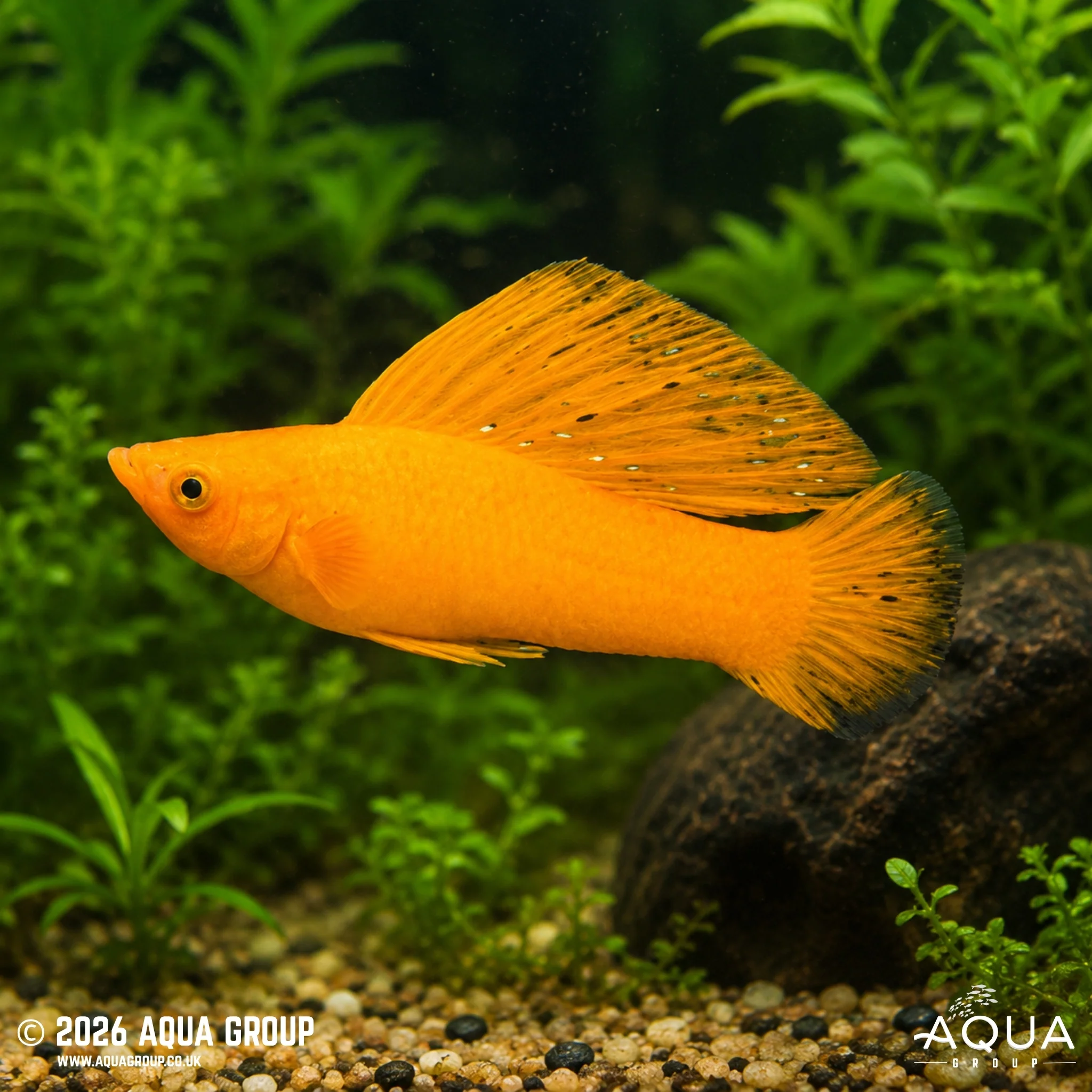Orange Sailfin Molly - Poecilia latipinna