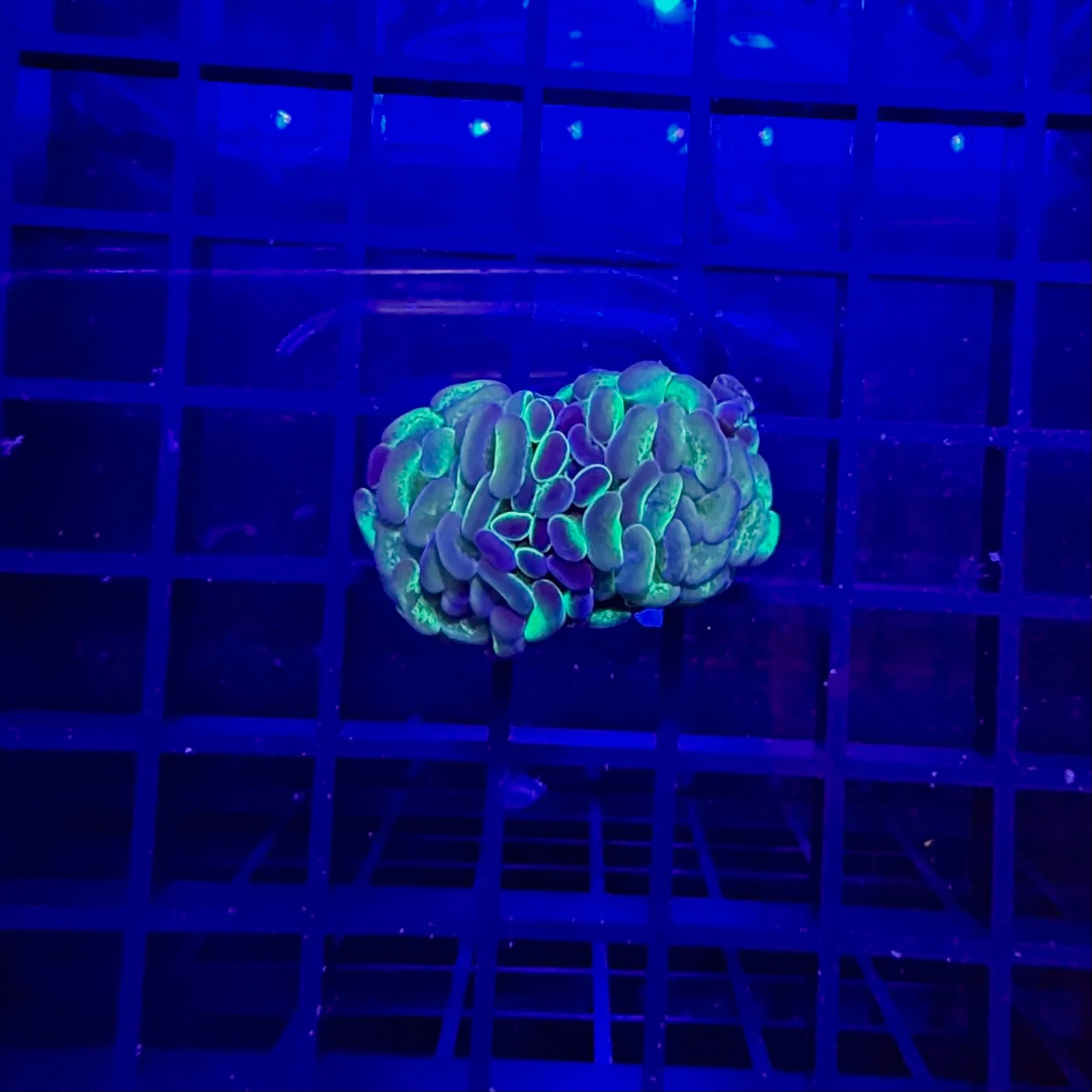 Orange Top Holographic Branching Hammer Coral