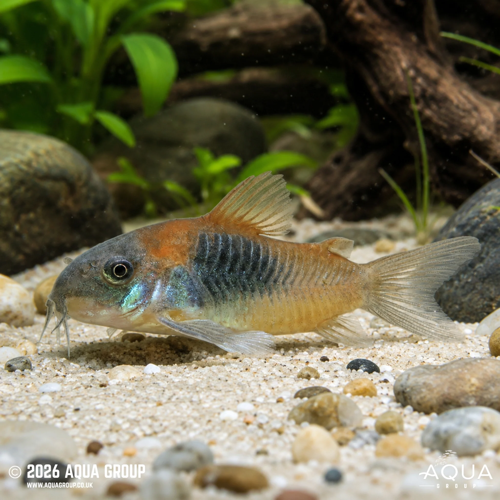 Orange Venezuelan Corydora – Osteogaster venezuelanus