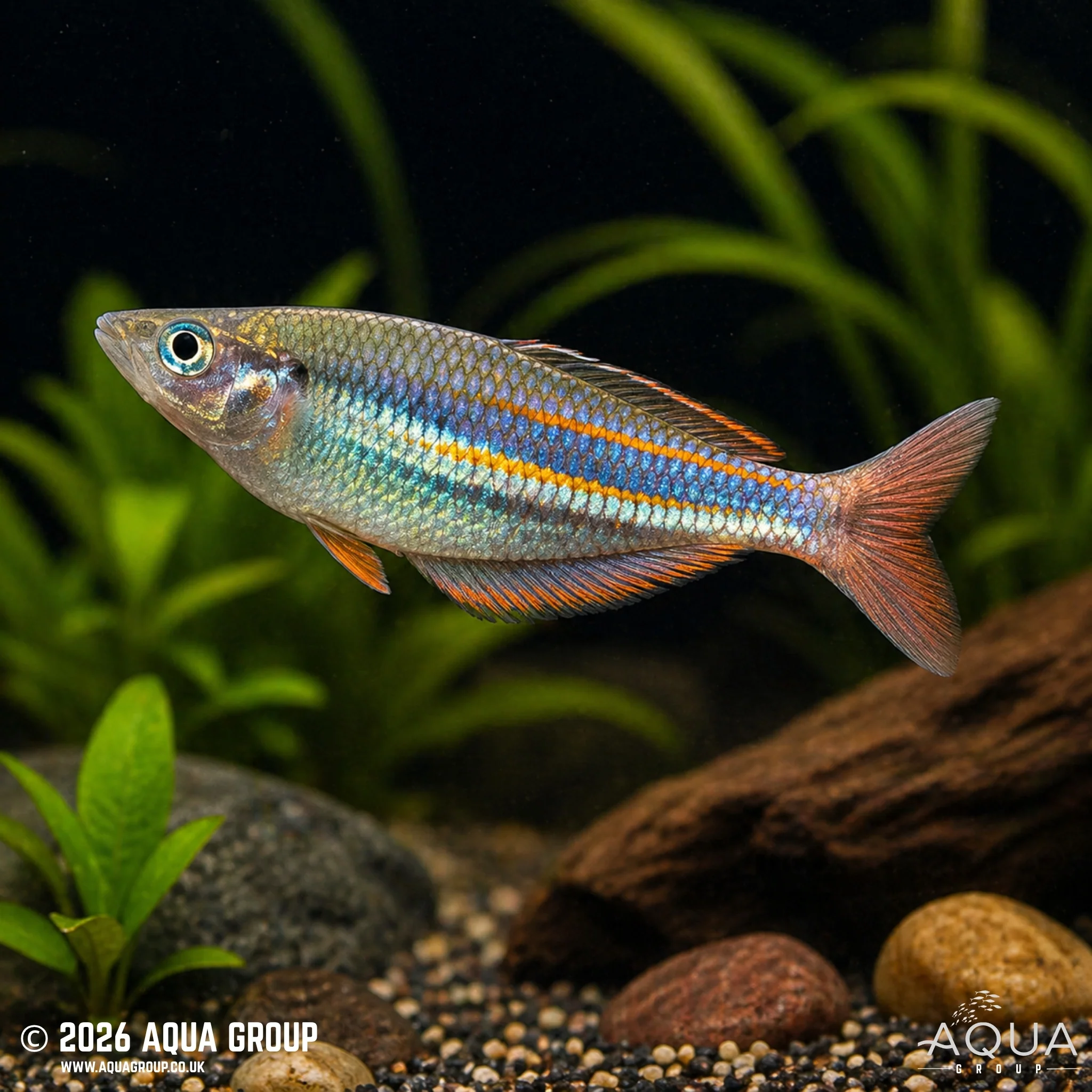 Pagwi Rainbowfish - Melanotaenia affinis - Image 2