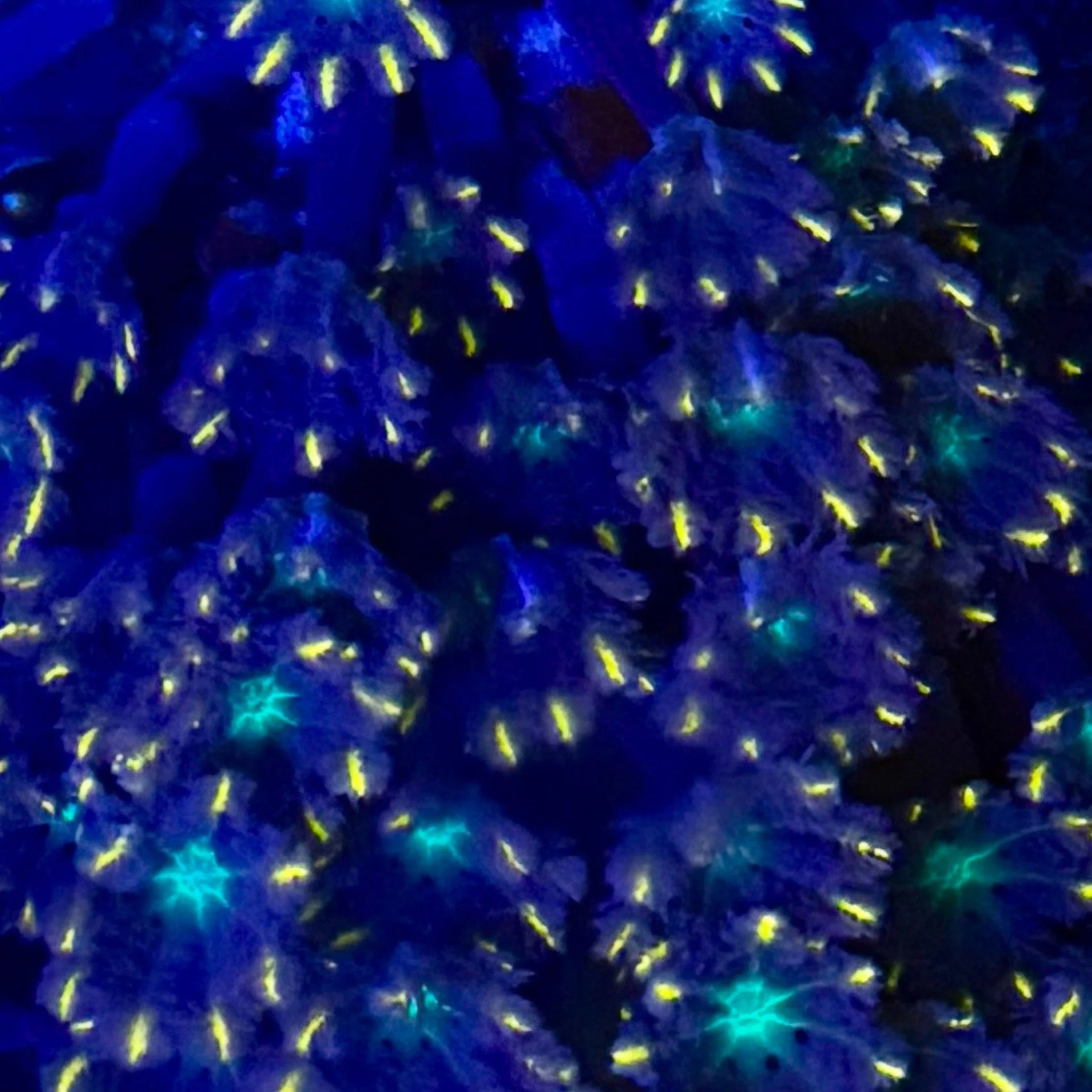 Papaya Clove Polyp Coral