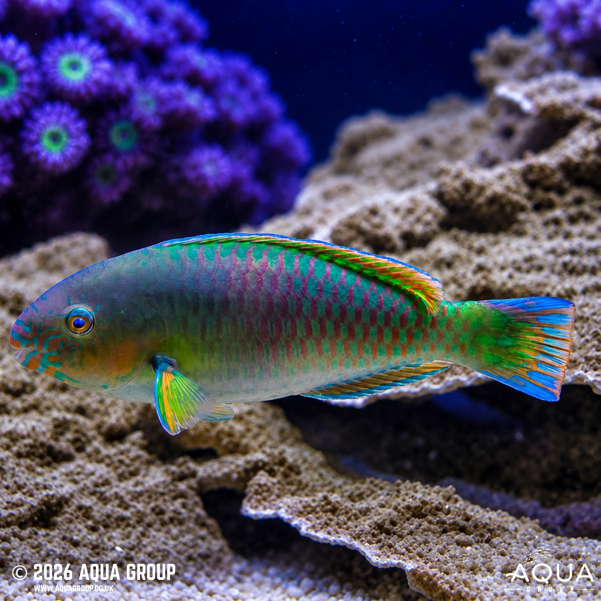 Quoyi Parrotfish - Scarus quoyi