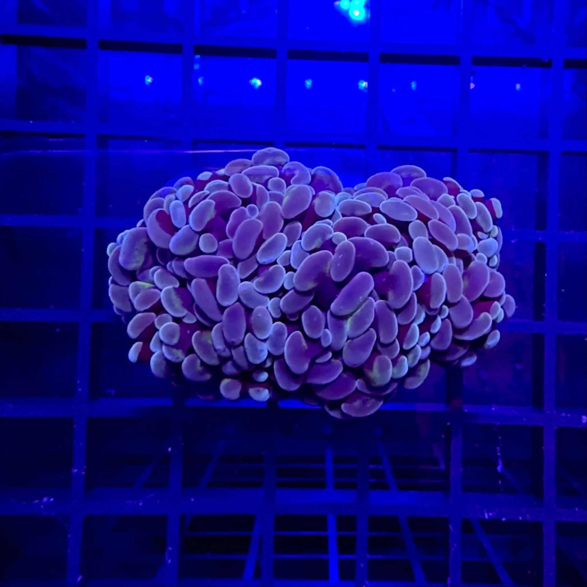 Peach Branching Hammer Coral