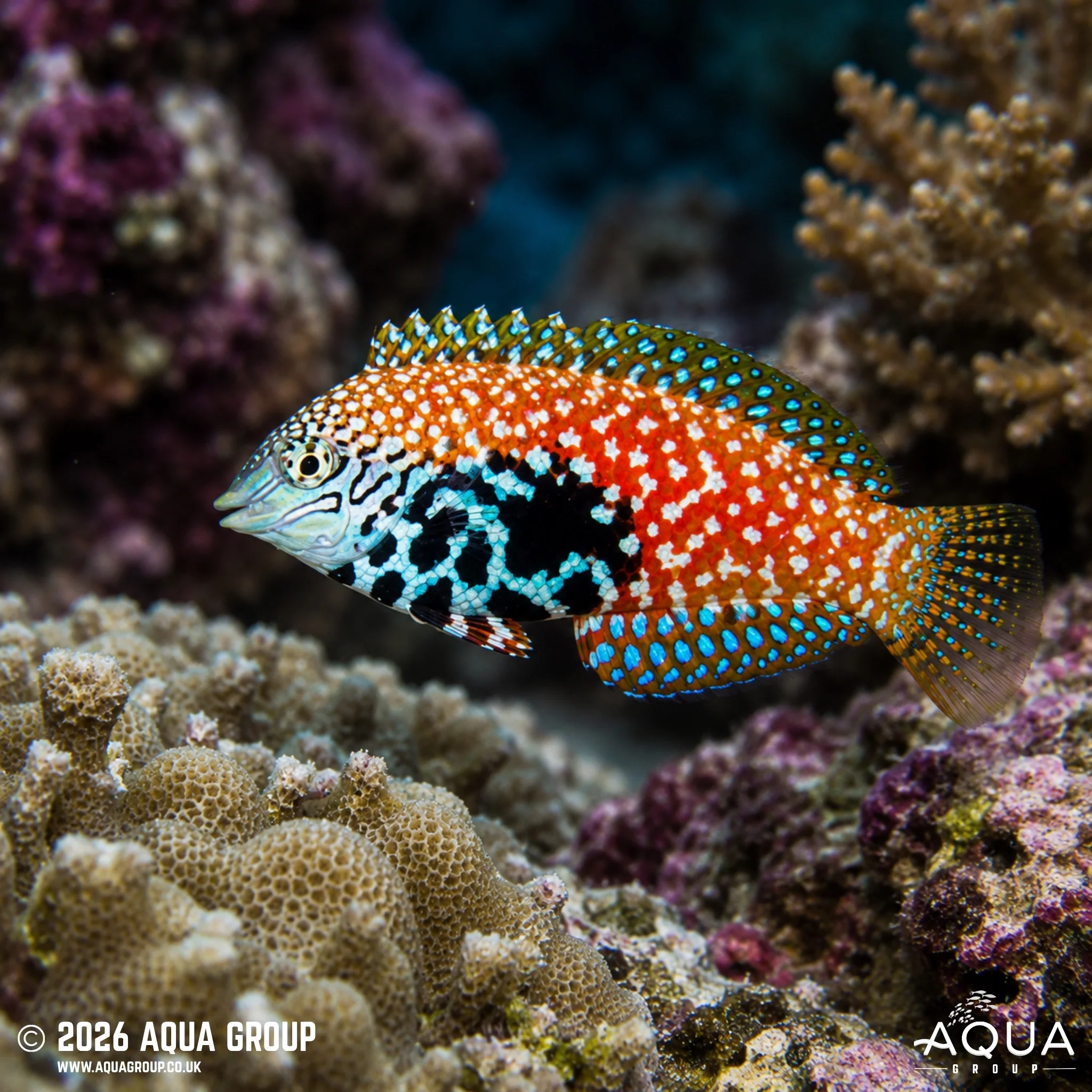 Peacock Wrasse - Macropharyngodon bipartitus - Image 2