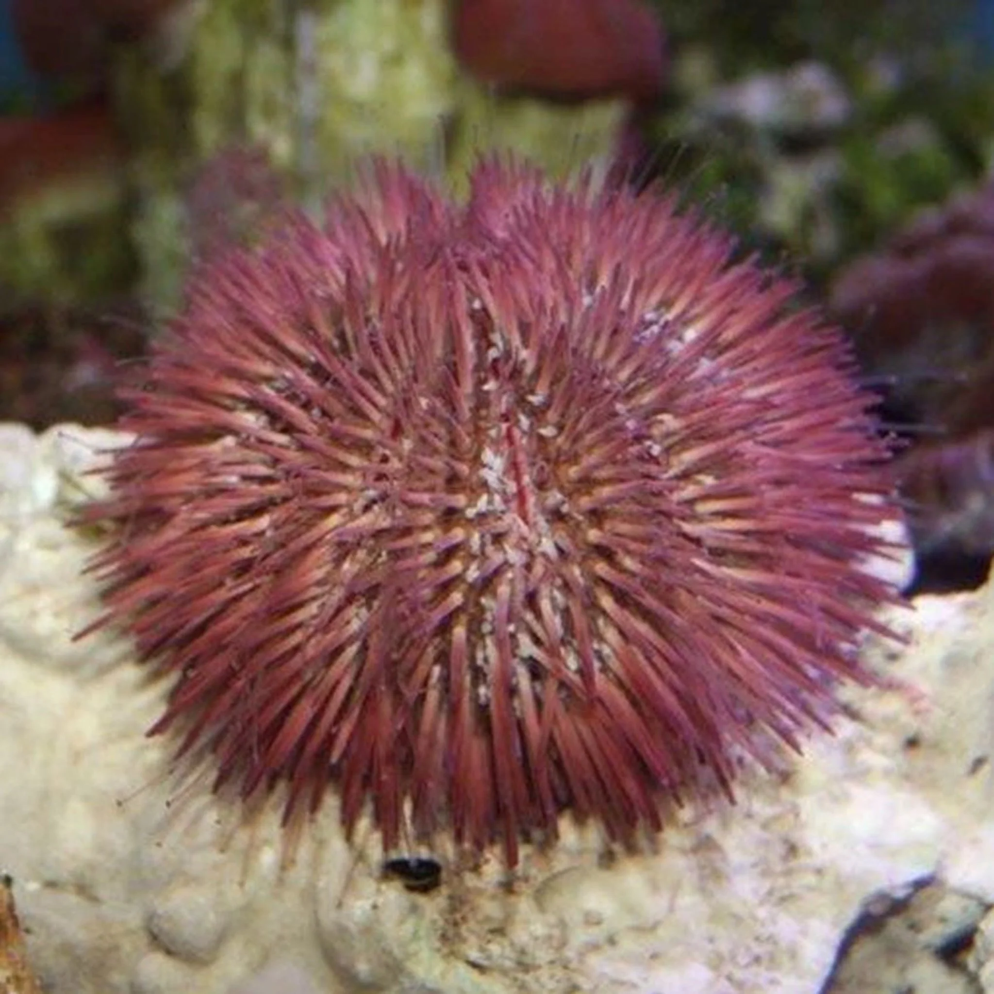 Purple Pin cushion Urchin - Echindomarta sp.
