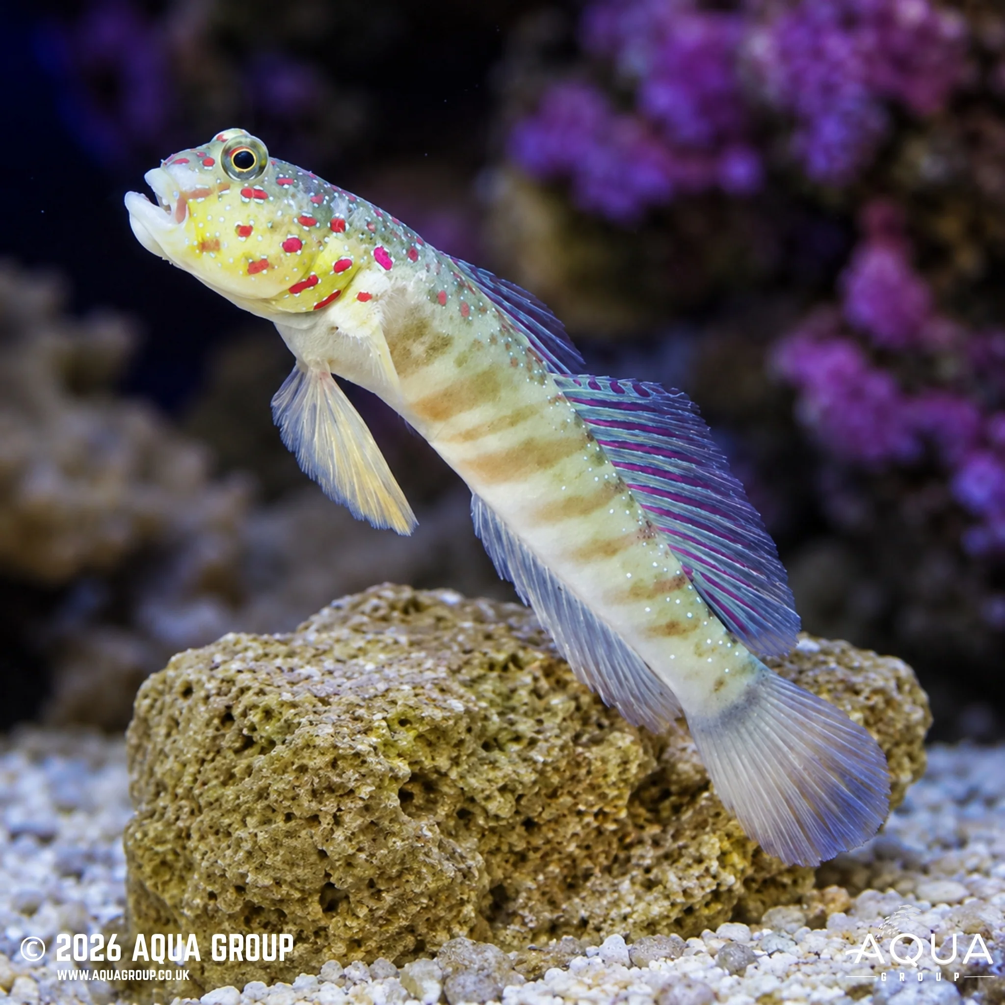 Pink Spot Goby - Cryptocentrus leptocephalus