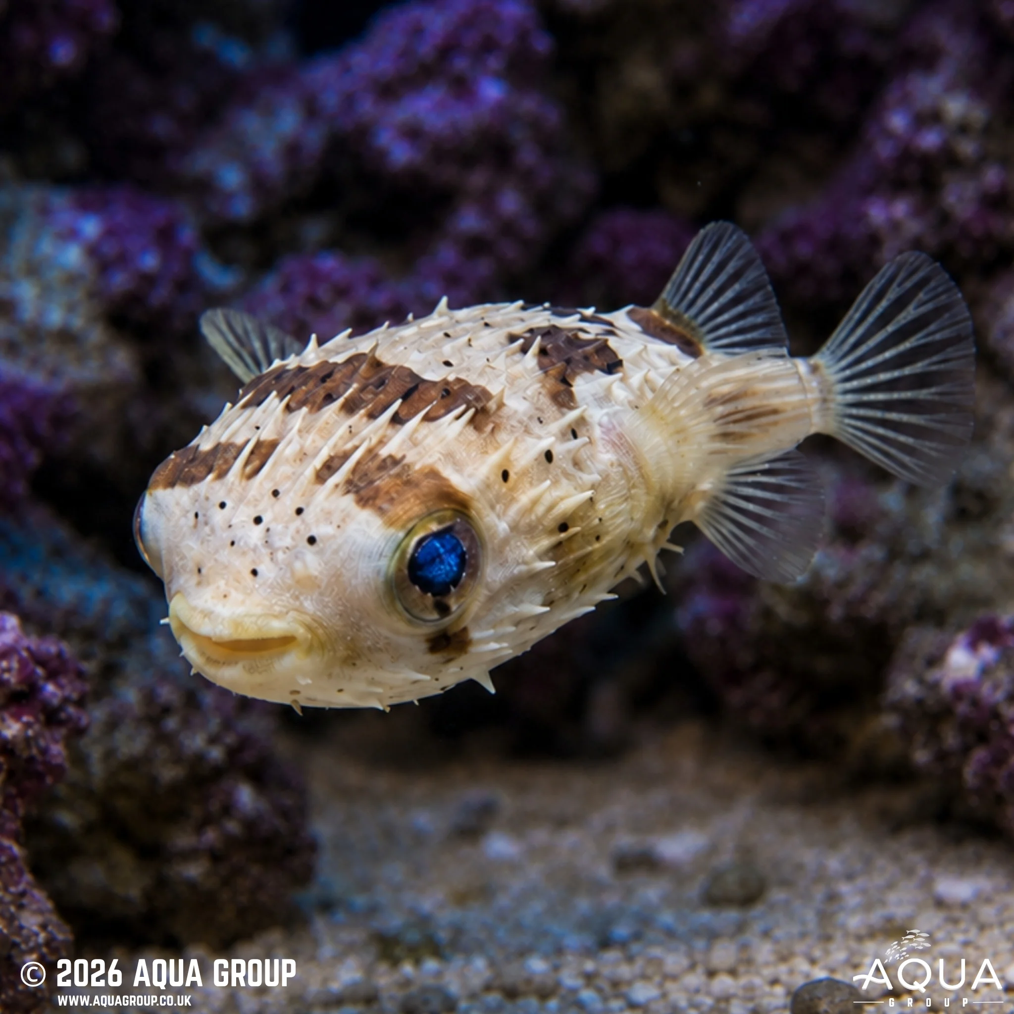 Porcupine Puffer - Diodon holocanthus