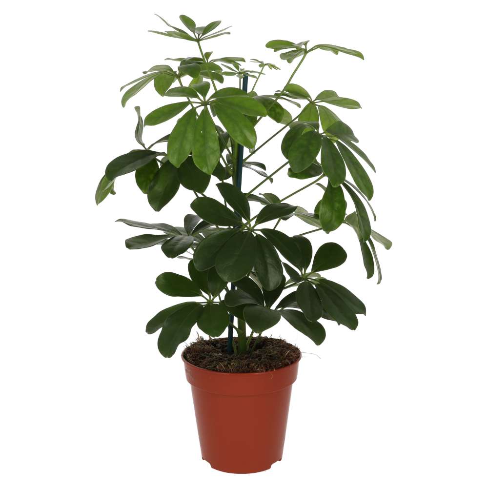 ProRep Live plant. Dwarf Umbrella Tree (Large)