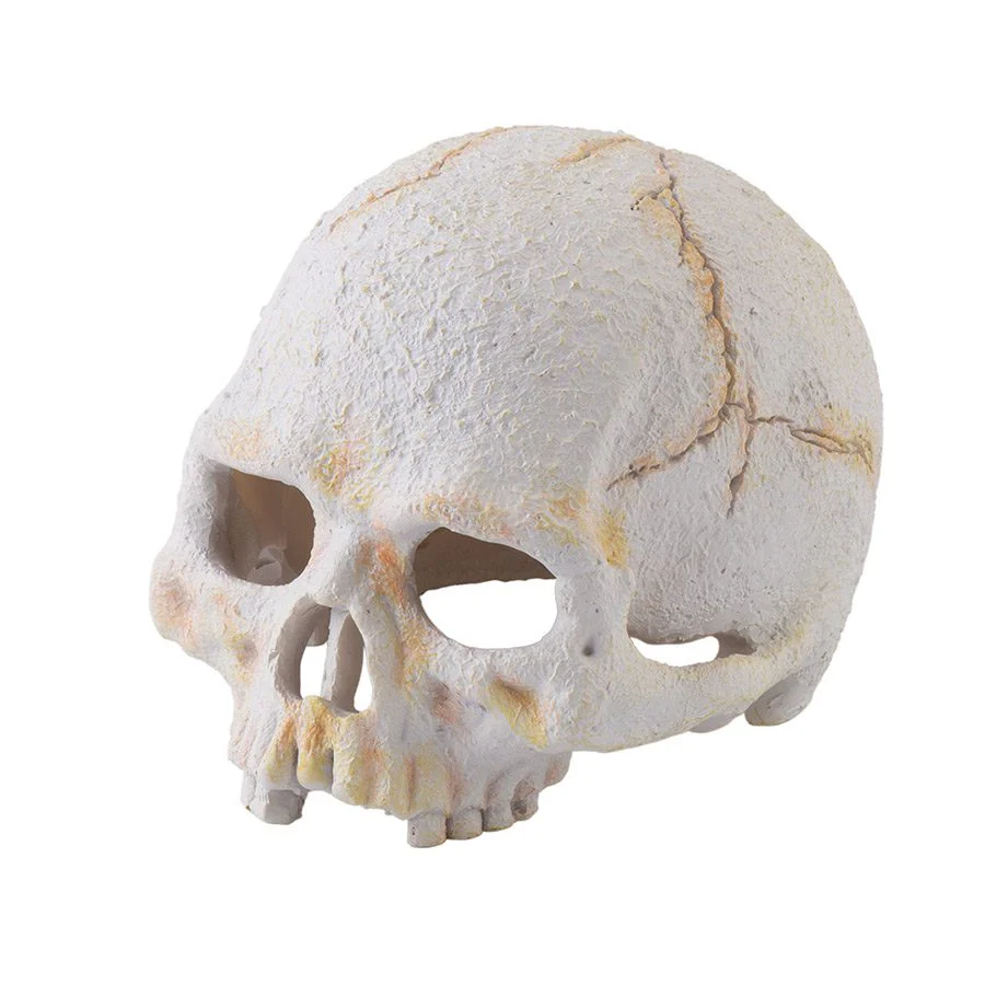 Exo-Terra Primate Skull - Small