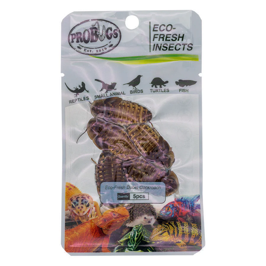 ProBugs Eco Fresh Dubia Cockroach, 5pcs