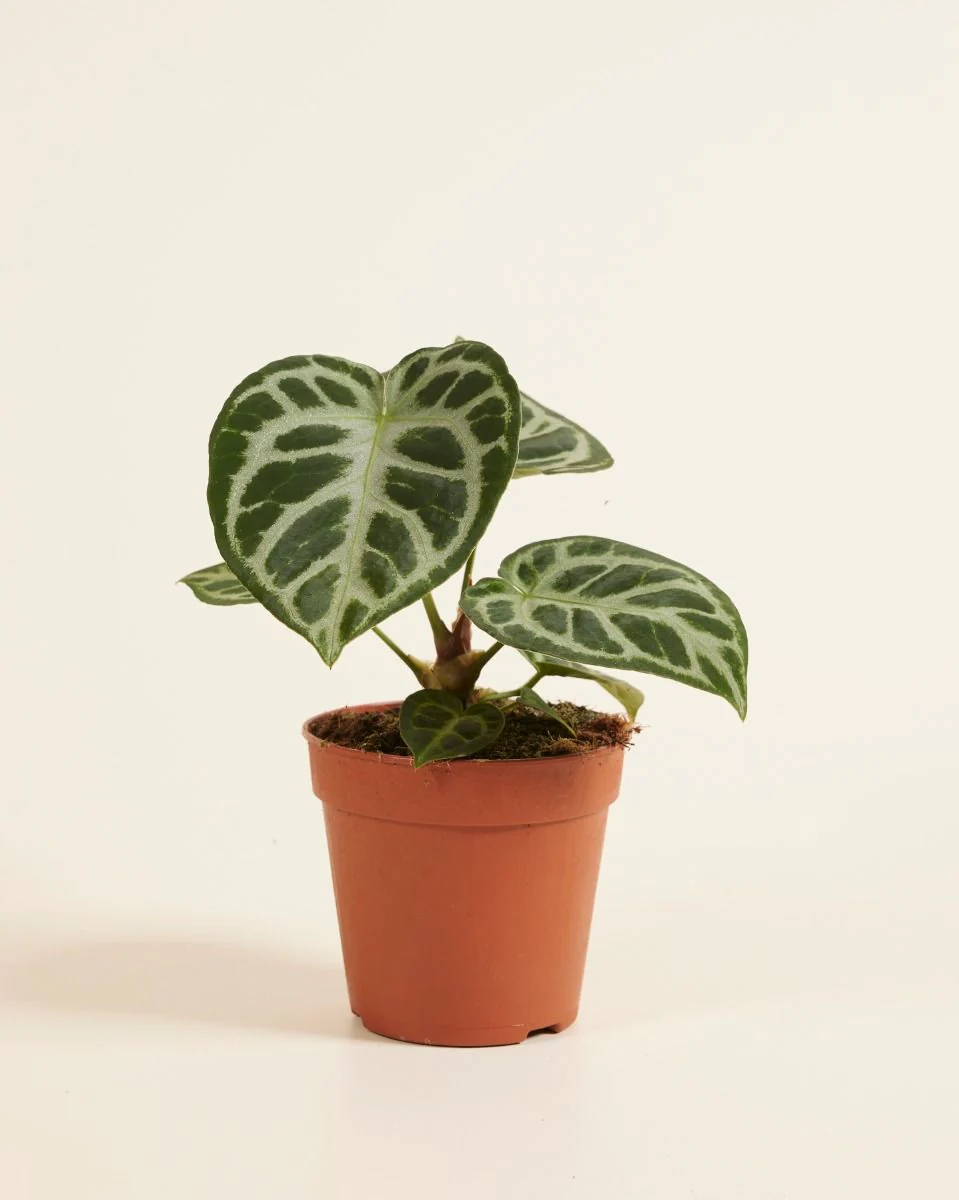 ProRep Live plant. Anthurium ‘Silver Blush’ (Large)
