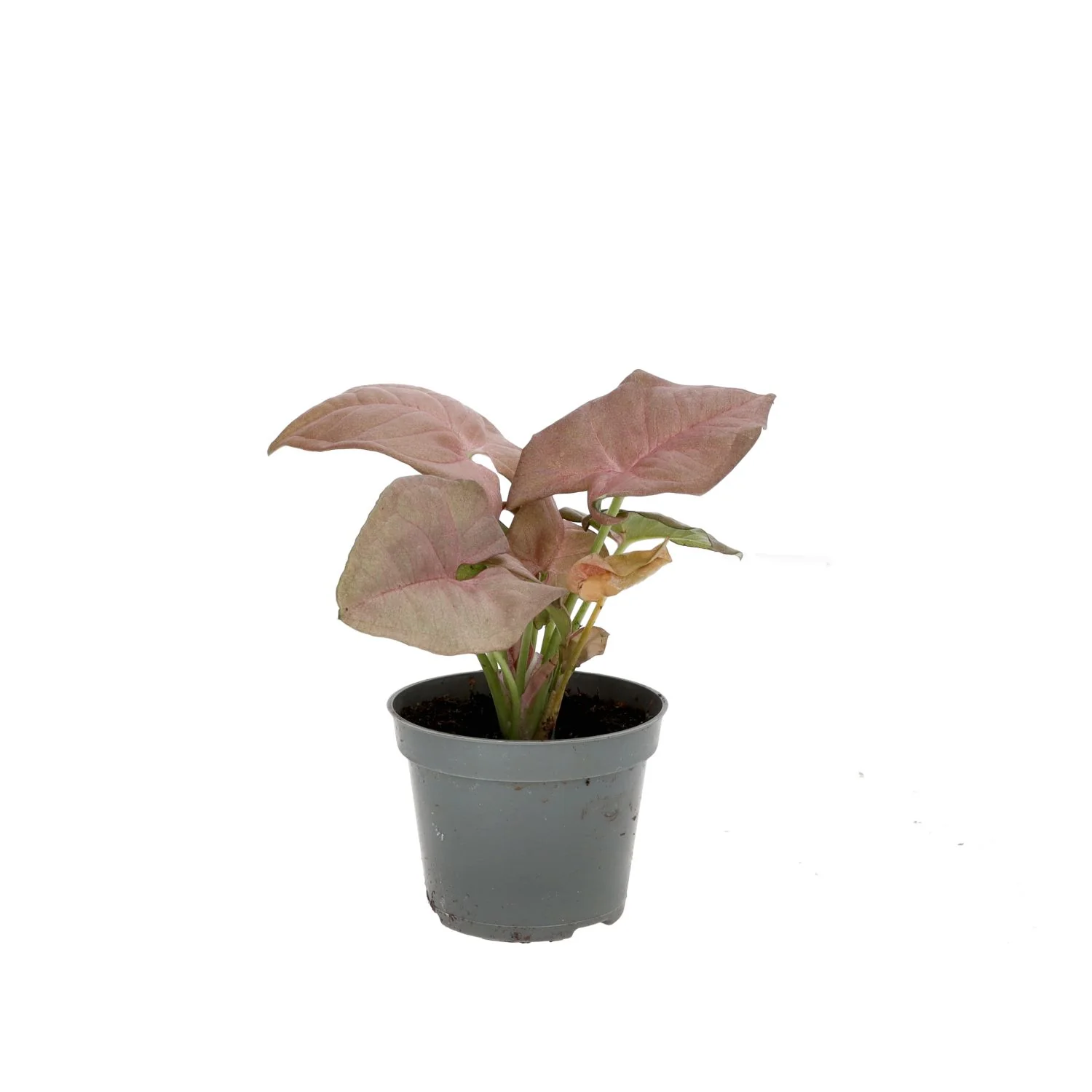 ProRep Live plant. Arrowhead Vine 'Pink' (Small)