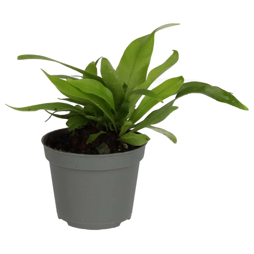 ProRep Live plant. Asplenium antiquum (Small)